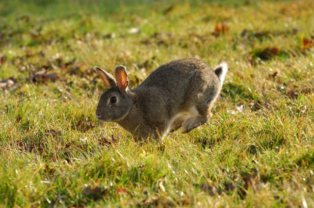 <p>A rabbit races across some grass. Cases of tularemia, the potentially serious bacterial infection also known as ‘rabbit fever,’ have increased in recent years across the country</p>