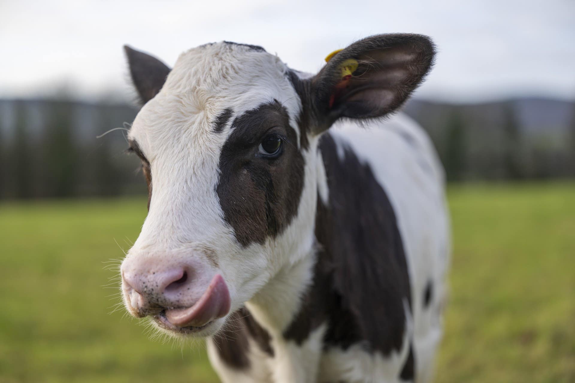 Vets believe Hilda could help accelerate the dairy industry’s journey to net zero (Phil Wilkinson/SRUC/PA)