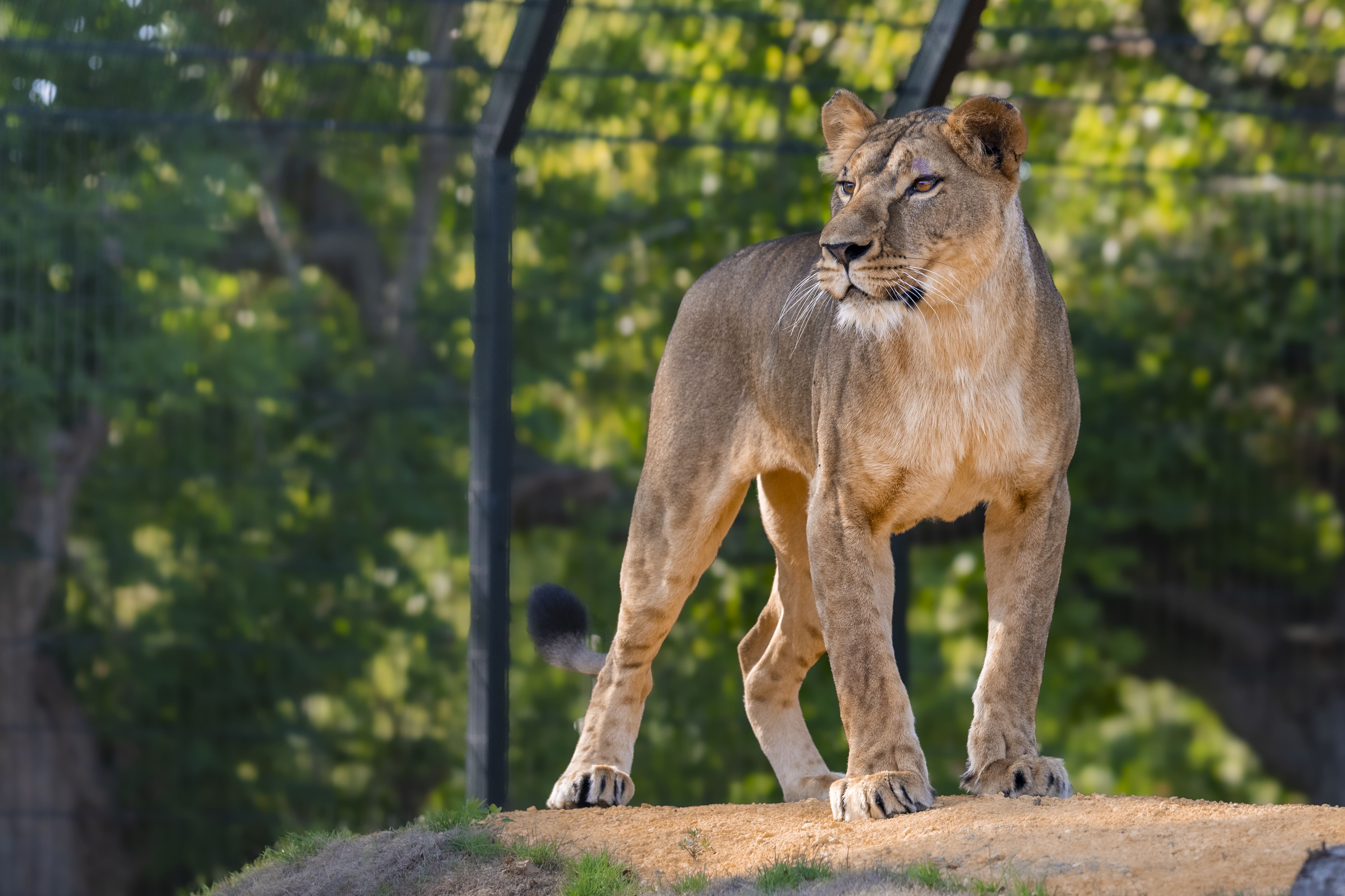 Yuna, a lioness found abandoned in Ukraine, will be moved to her new home at the Big Cat Sanctuary in Smarden, Kent (The Big Cat Sanctuary/PA)