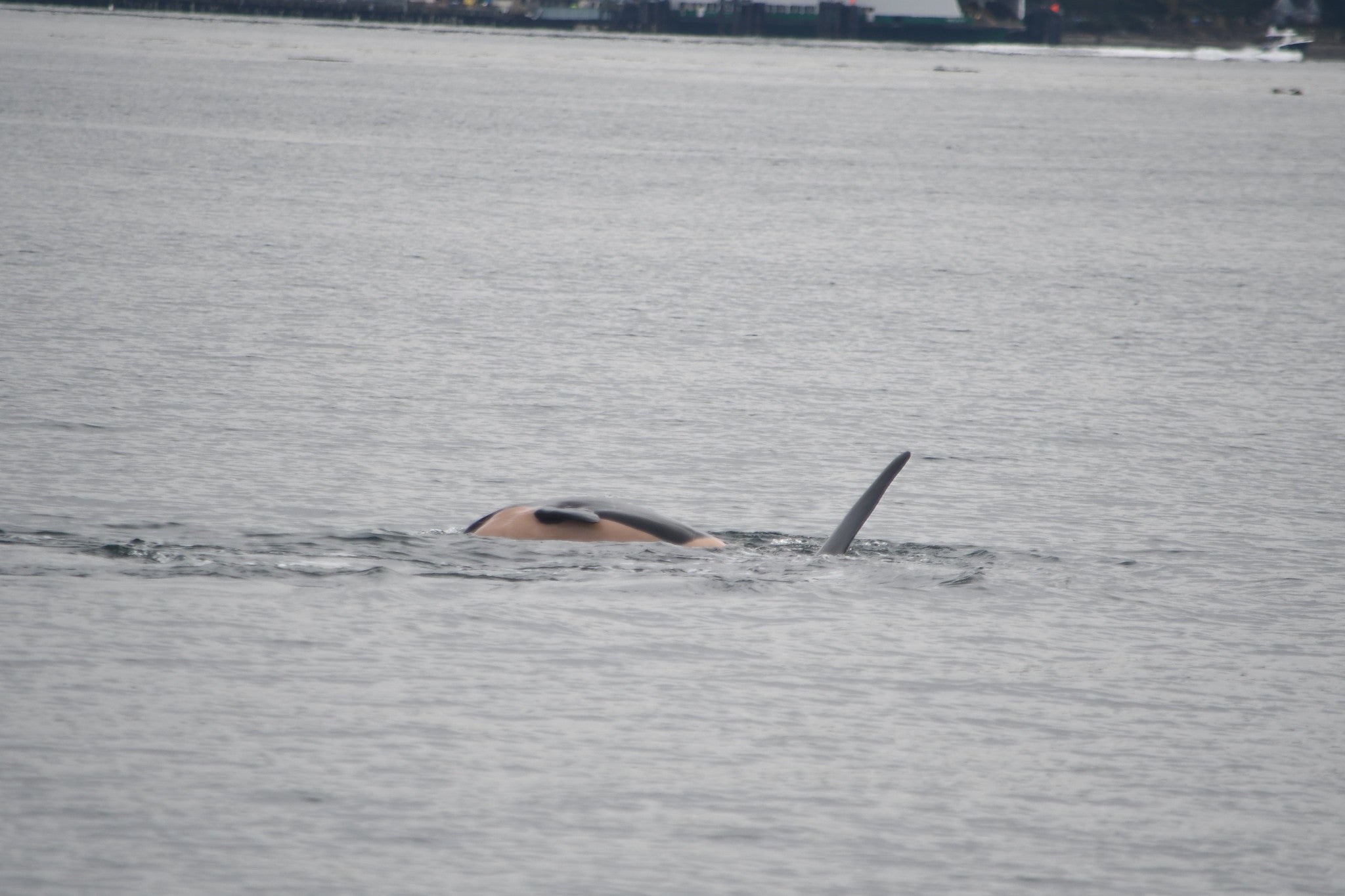 J35 carrying her dead baby calf