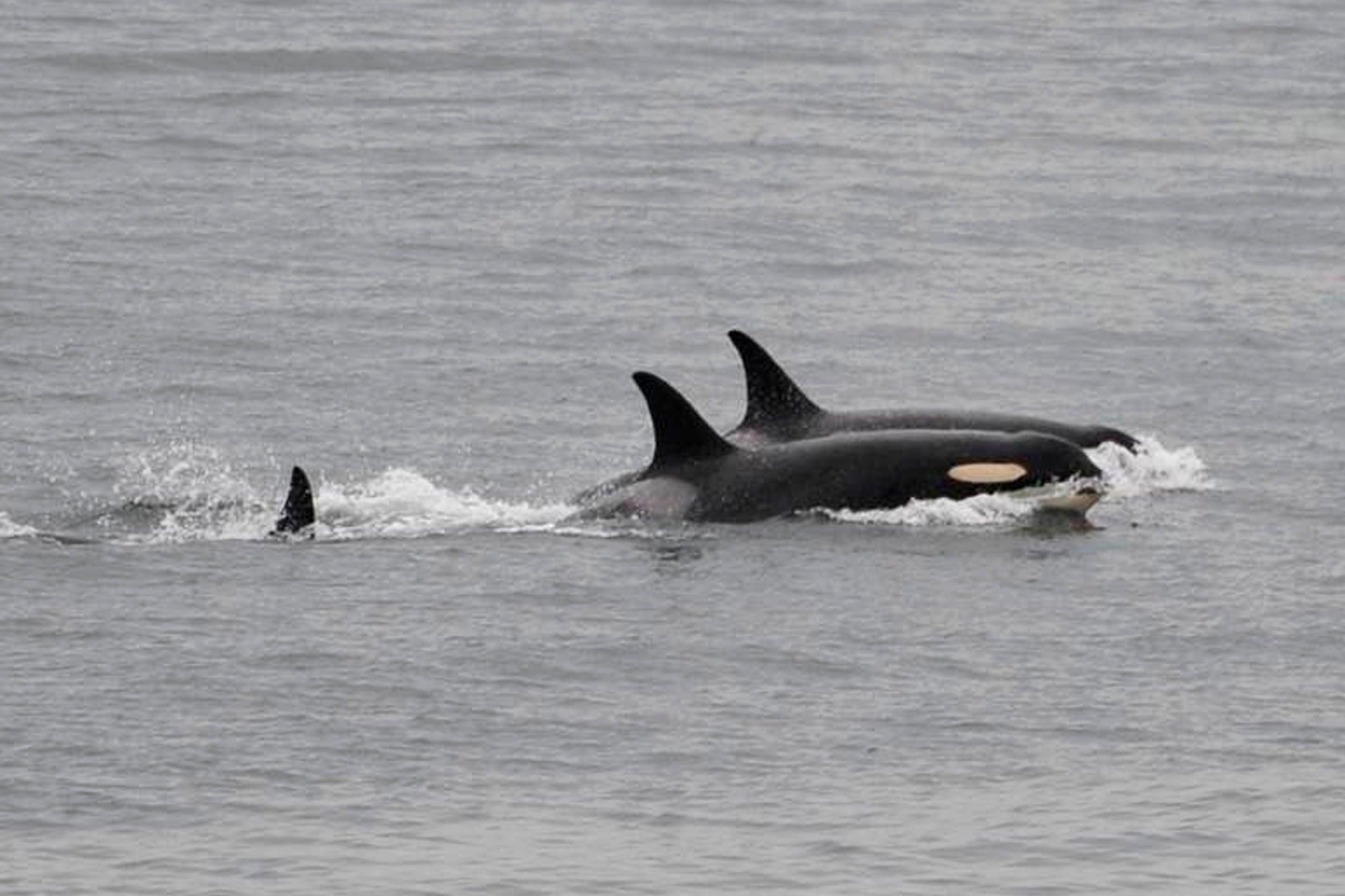 A pod of orcas attacked a tourist boast off the coast of Portugal