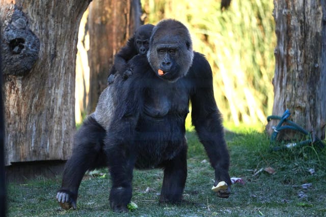 <p>Could this gorilla at London Zoo take on 100 adult men?</p>