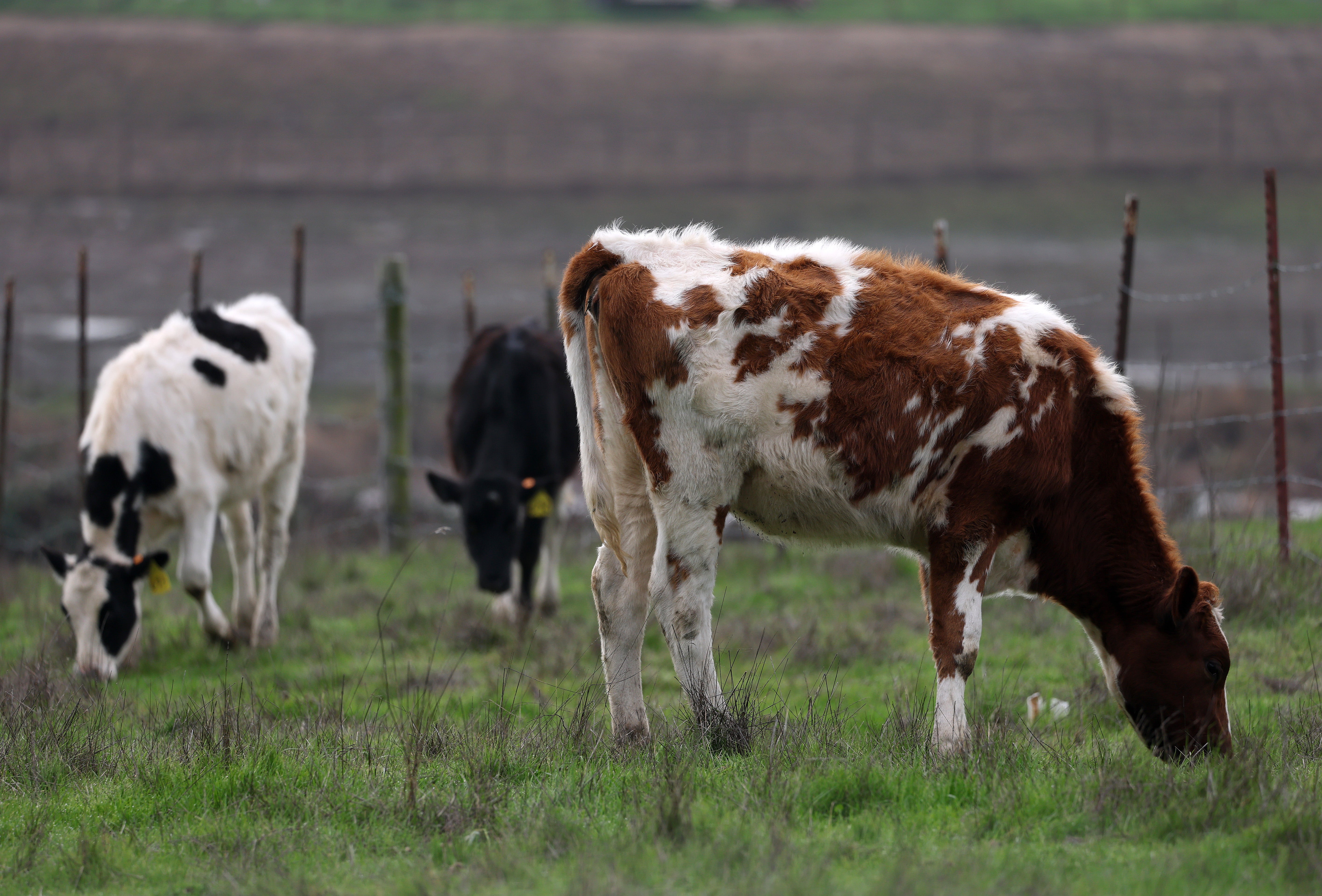 Cows graze in a field last month in Petaluma, California. Hundreds of the nation’s dairy herds have been stricken with H5N1 bird flu. While health officials maintain that the risk to human health remains low, the Biden administration said Friday it would allocate more than $300 million for monitoring and preparedness efforts