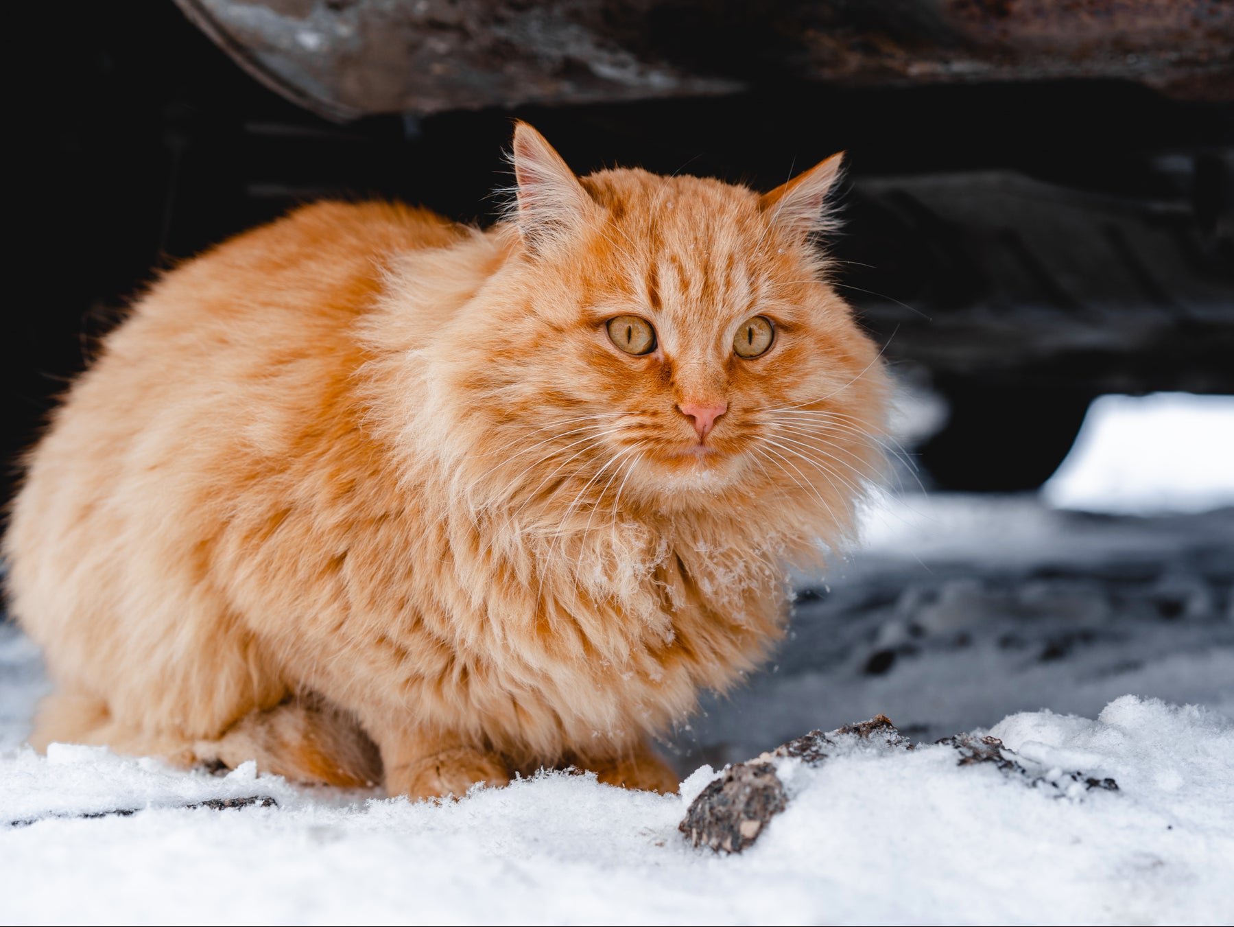 Cats may shelter under cars, and antifreeze is poisonous, drivers are warned