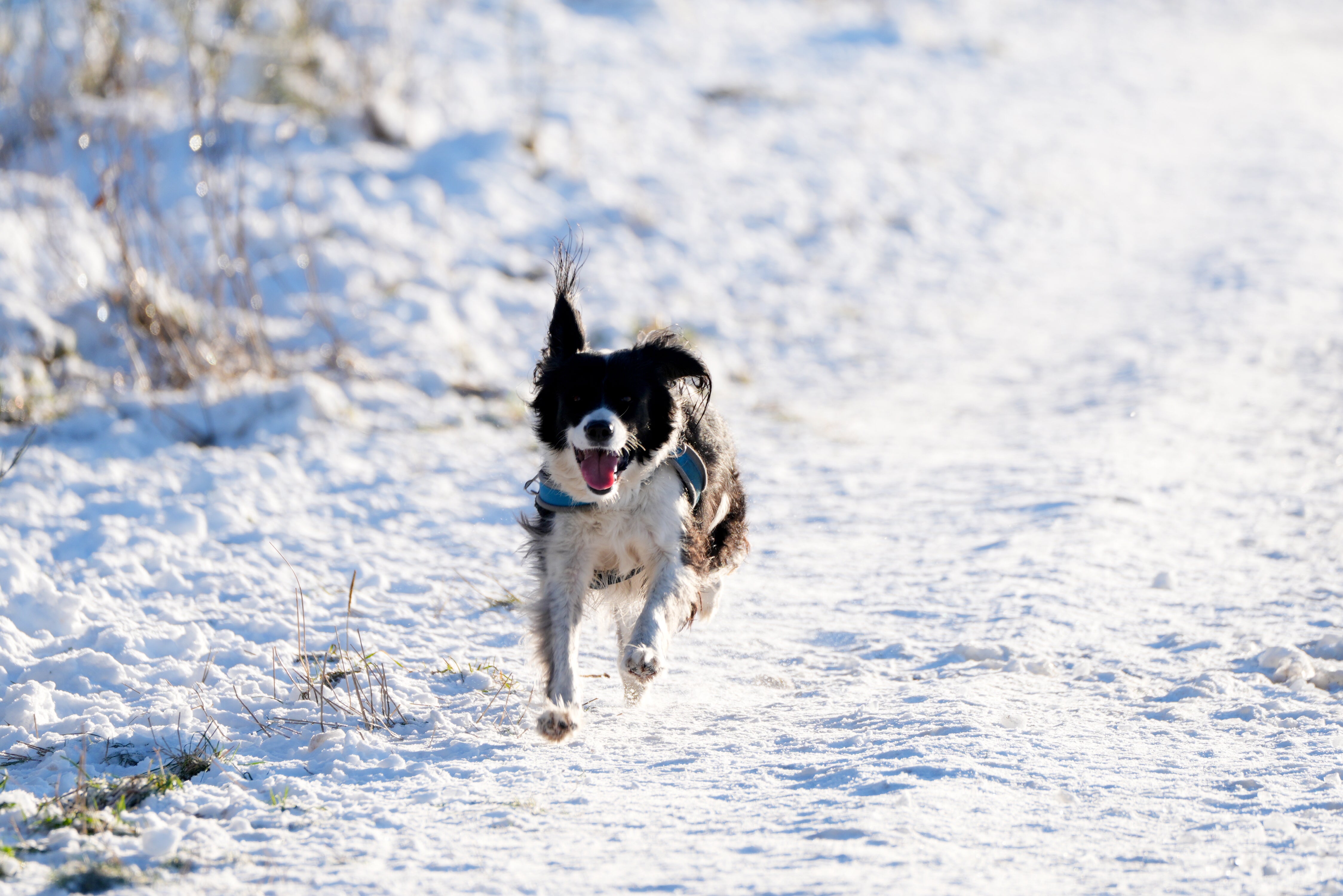 A dog runs through snow in Scotland as the UK braces for more wintry conditions over the weekend