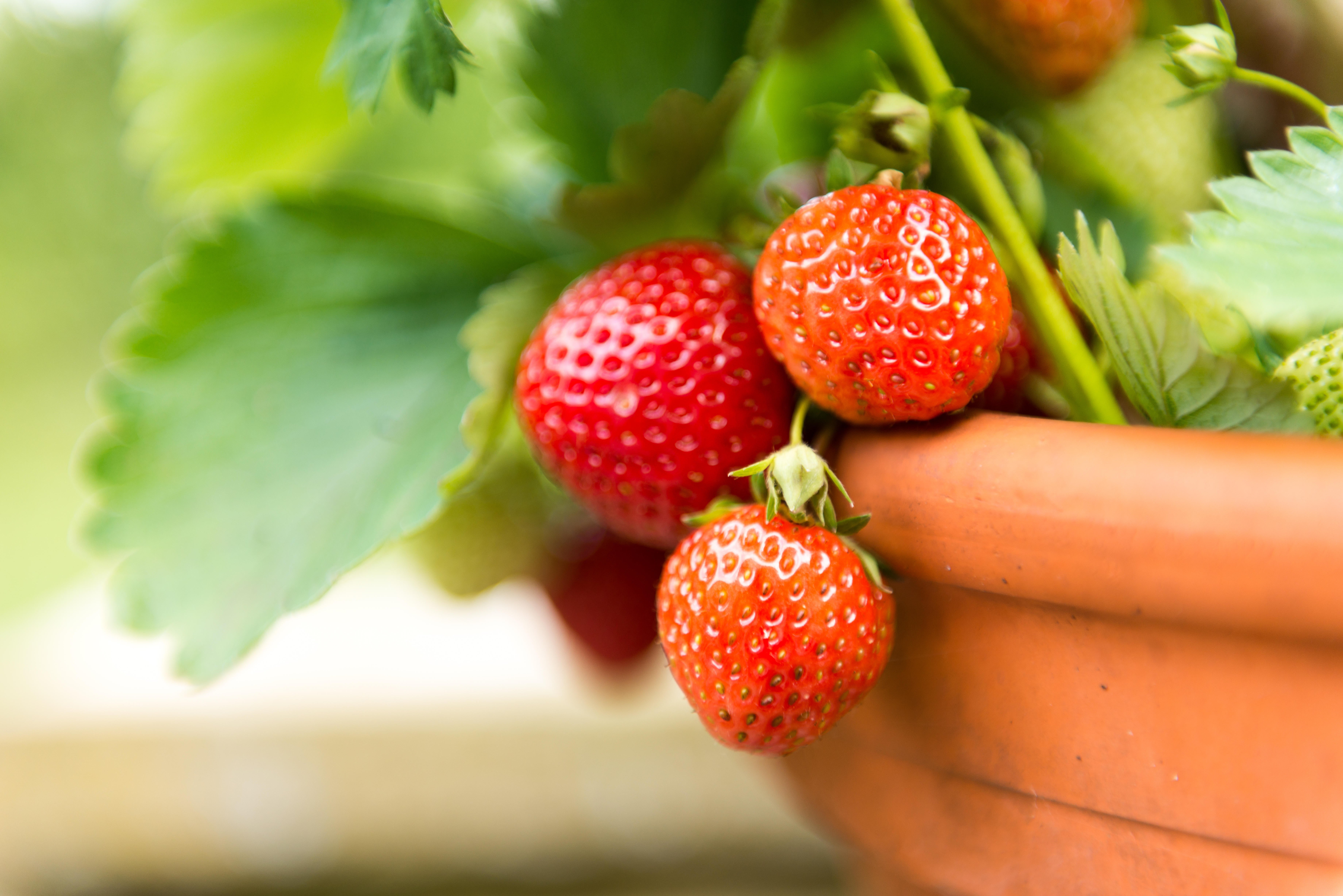 A garden pot of strawberries