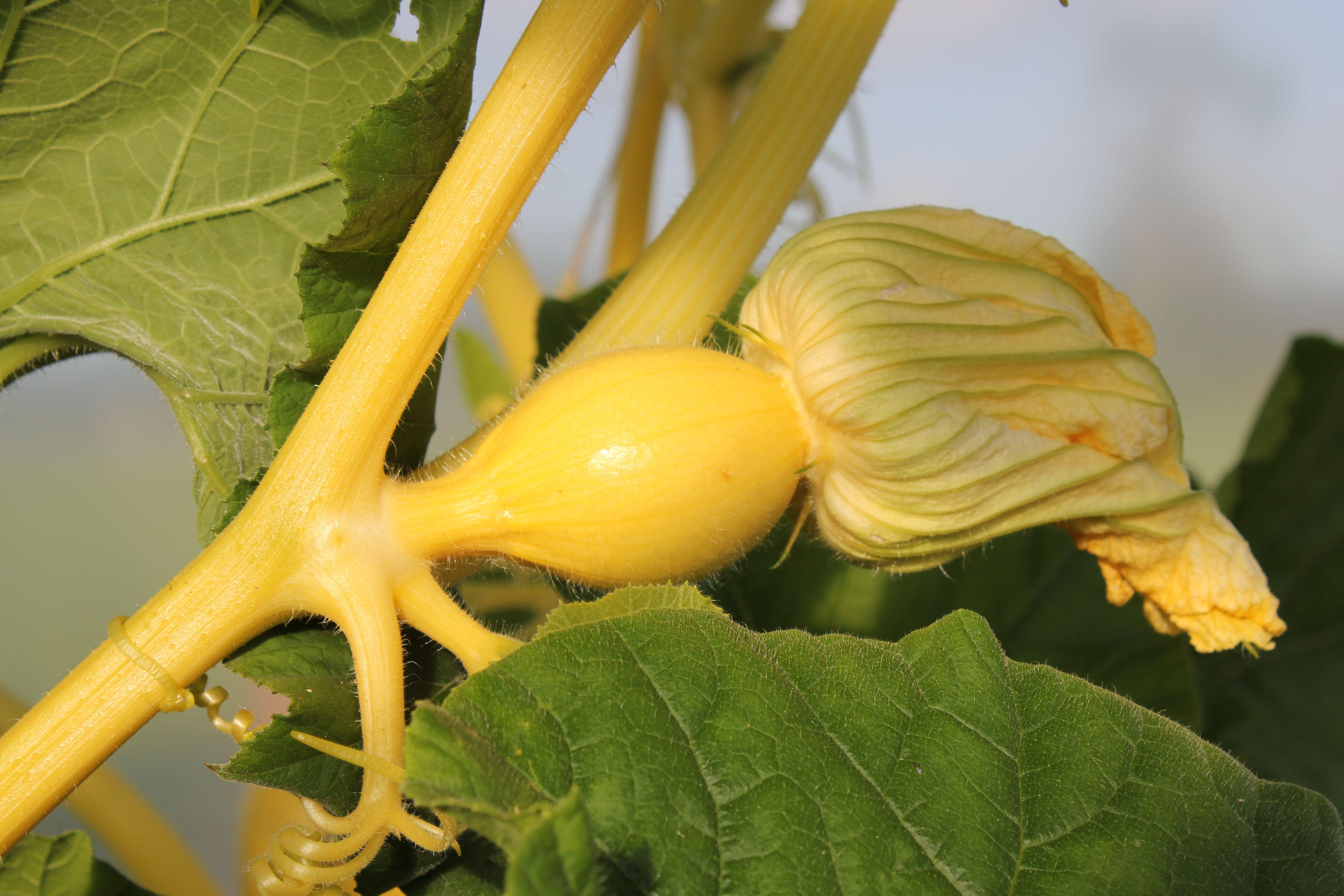 A developing butternut squash