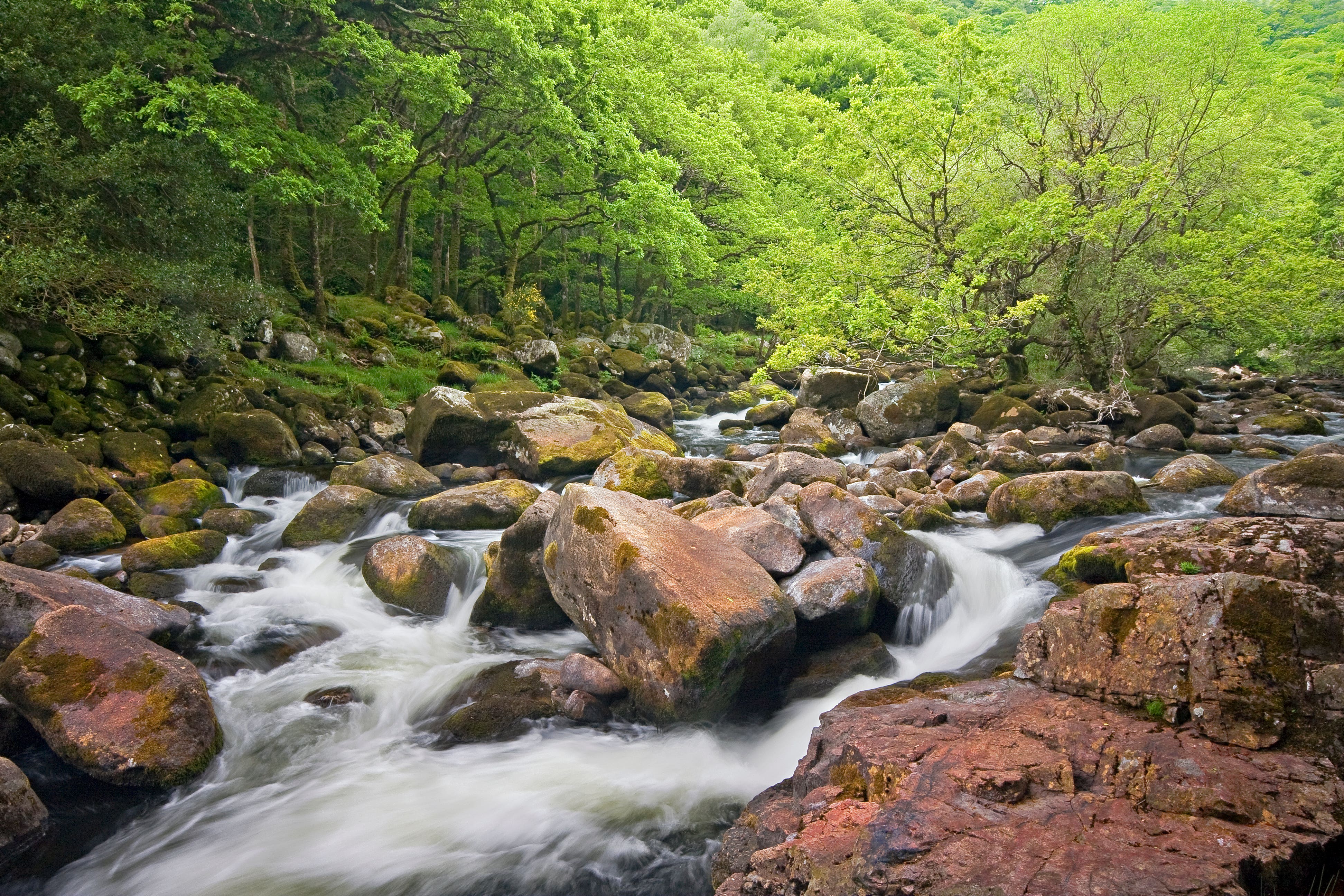 Temperate rainforest in the Dart Valley (David Chamberlain/PA)