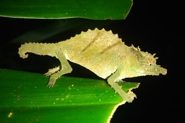 The Nguru spiny pygmy chameleon is not much larger than a paper clip (Fauna and Flora)