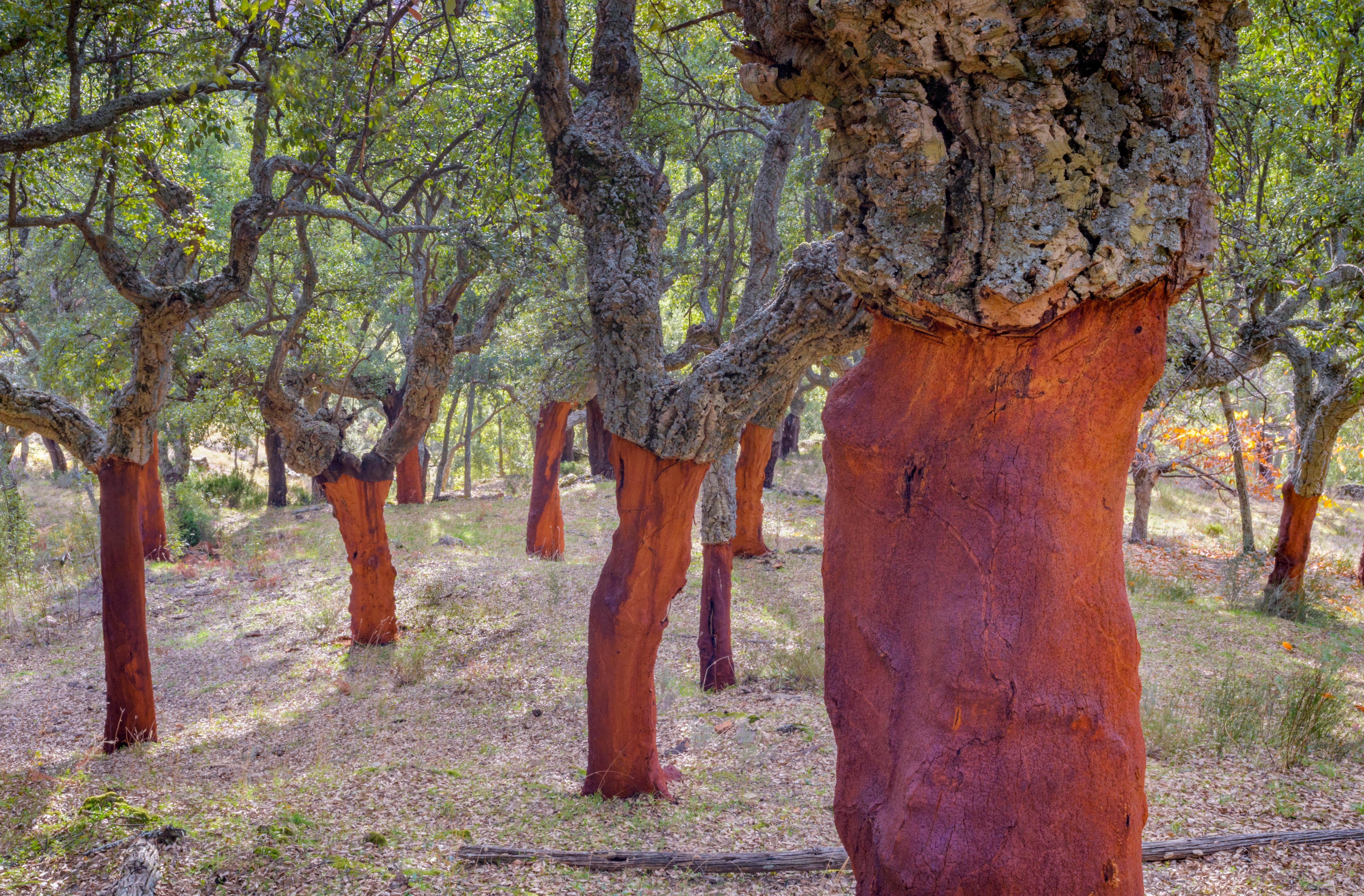 The cork oak can regenerate its outer layer of bark (