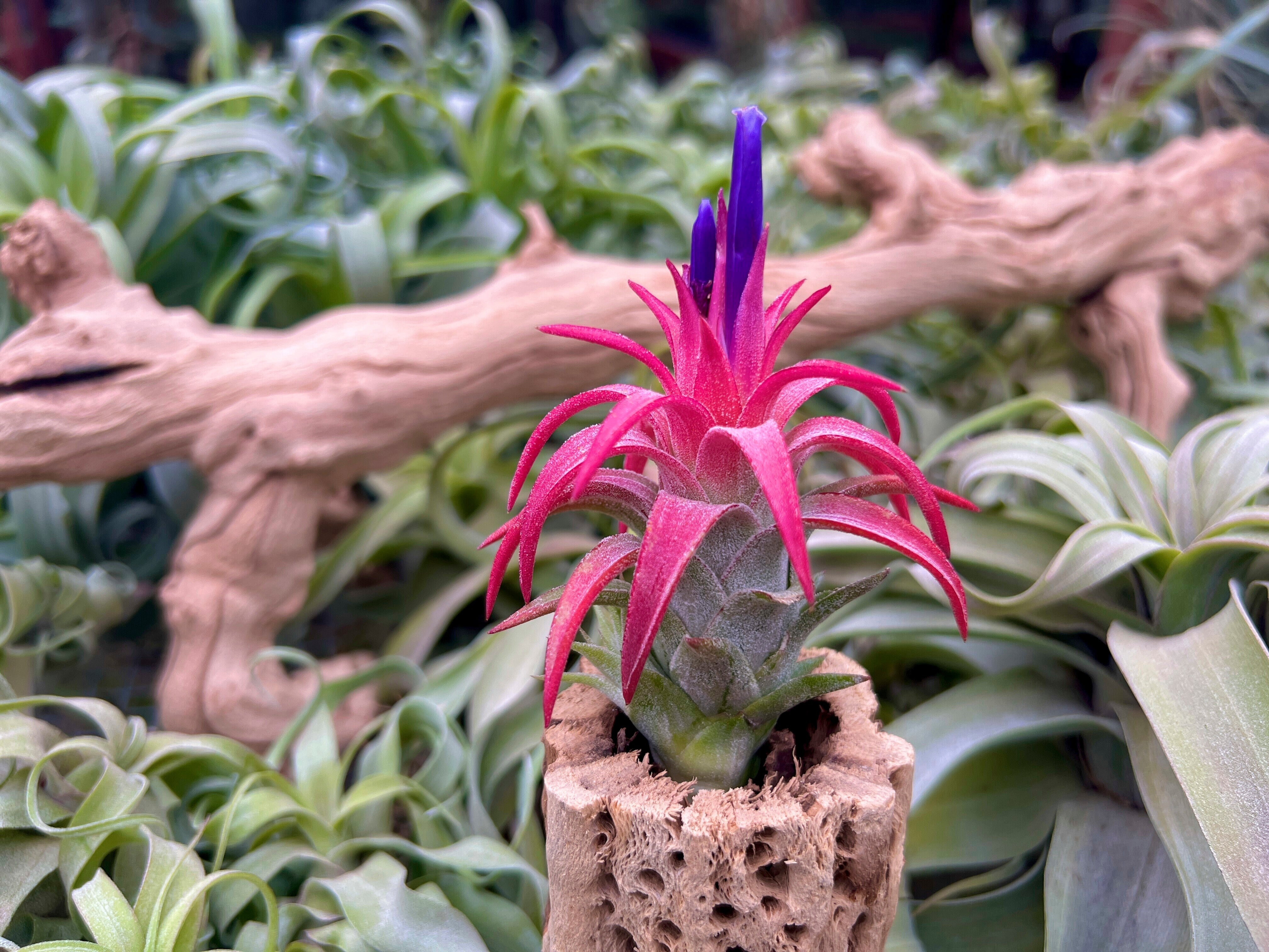 Gardening Air Plants