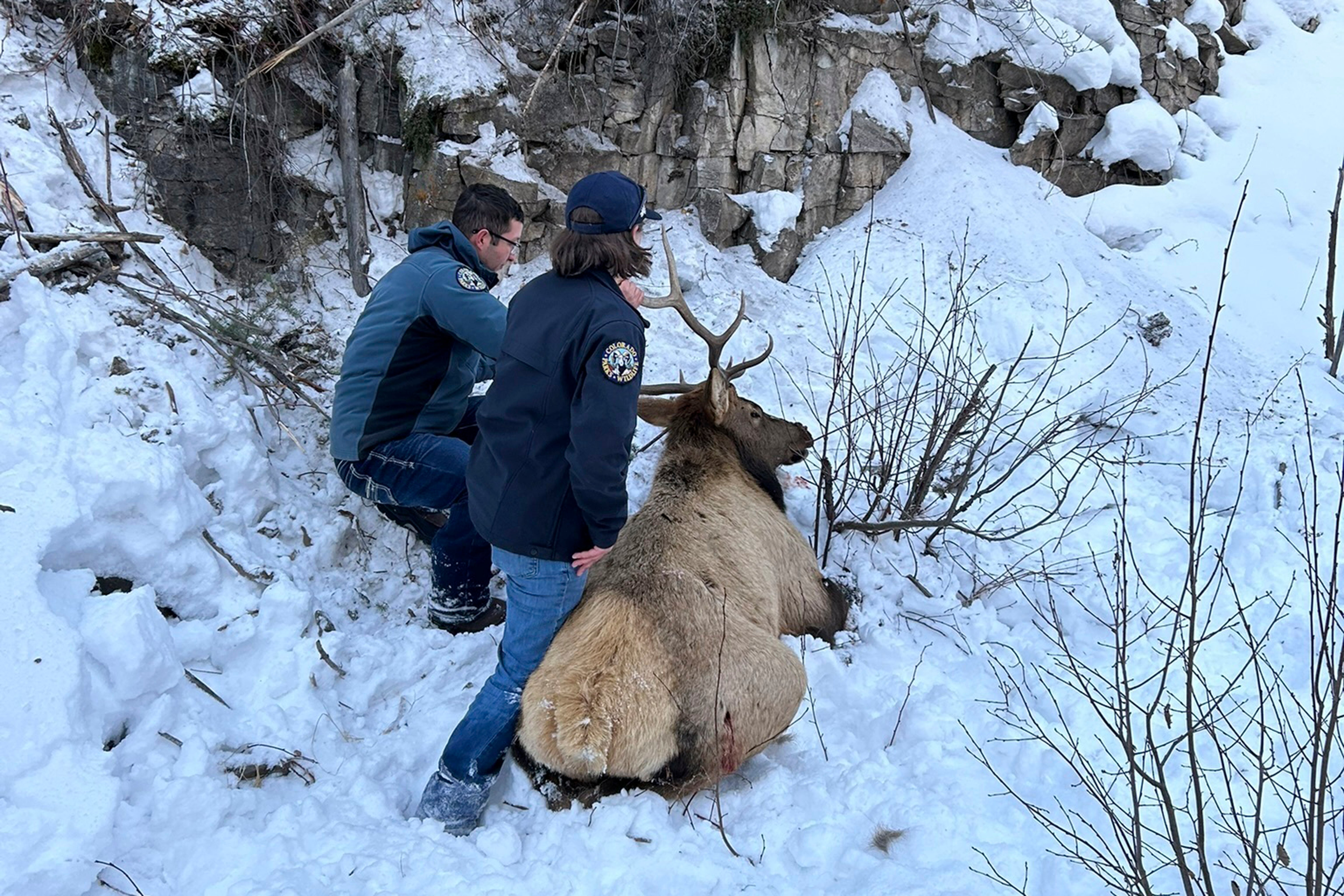 Wildlife officials and climbers rescue a bull elk after the animal became entangled in a rope