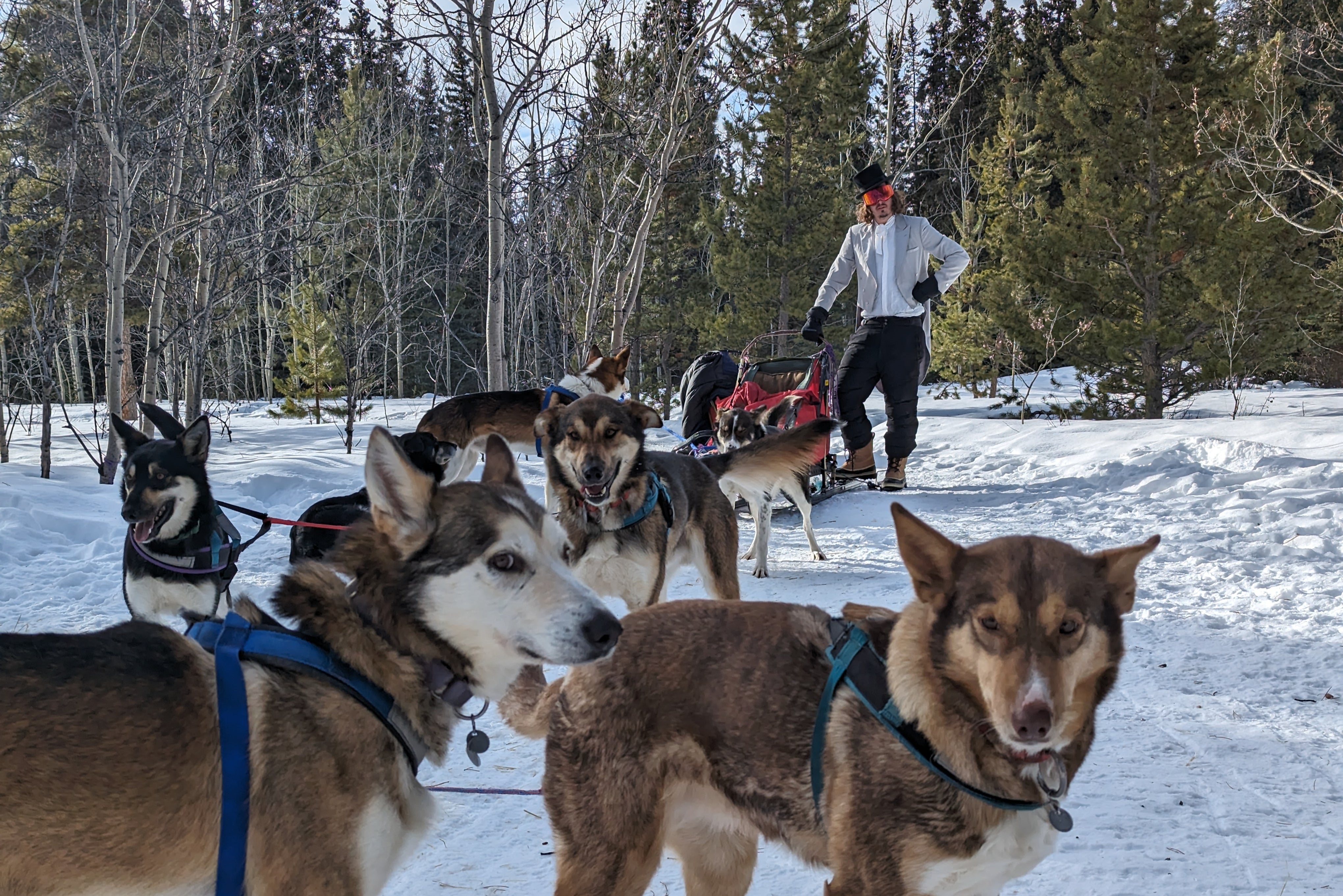 Try a sled-to-tent wild camping experience in the Yukon