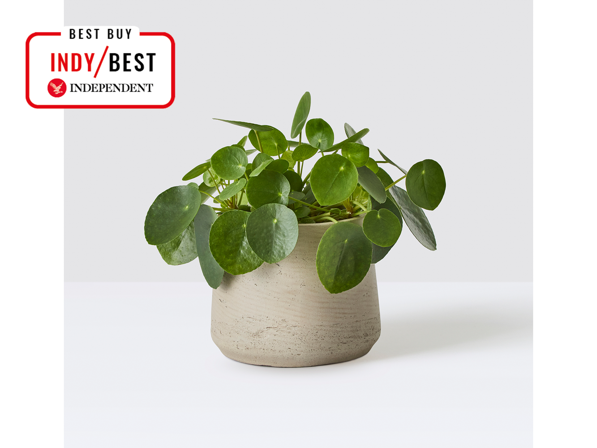 best housewarming gifts IndyBest review Patch Plants Chinese money plant