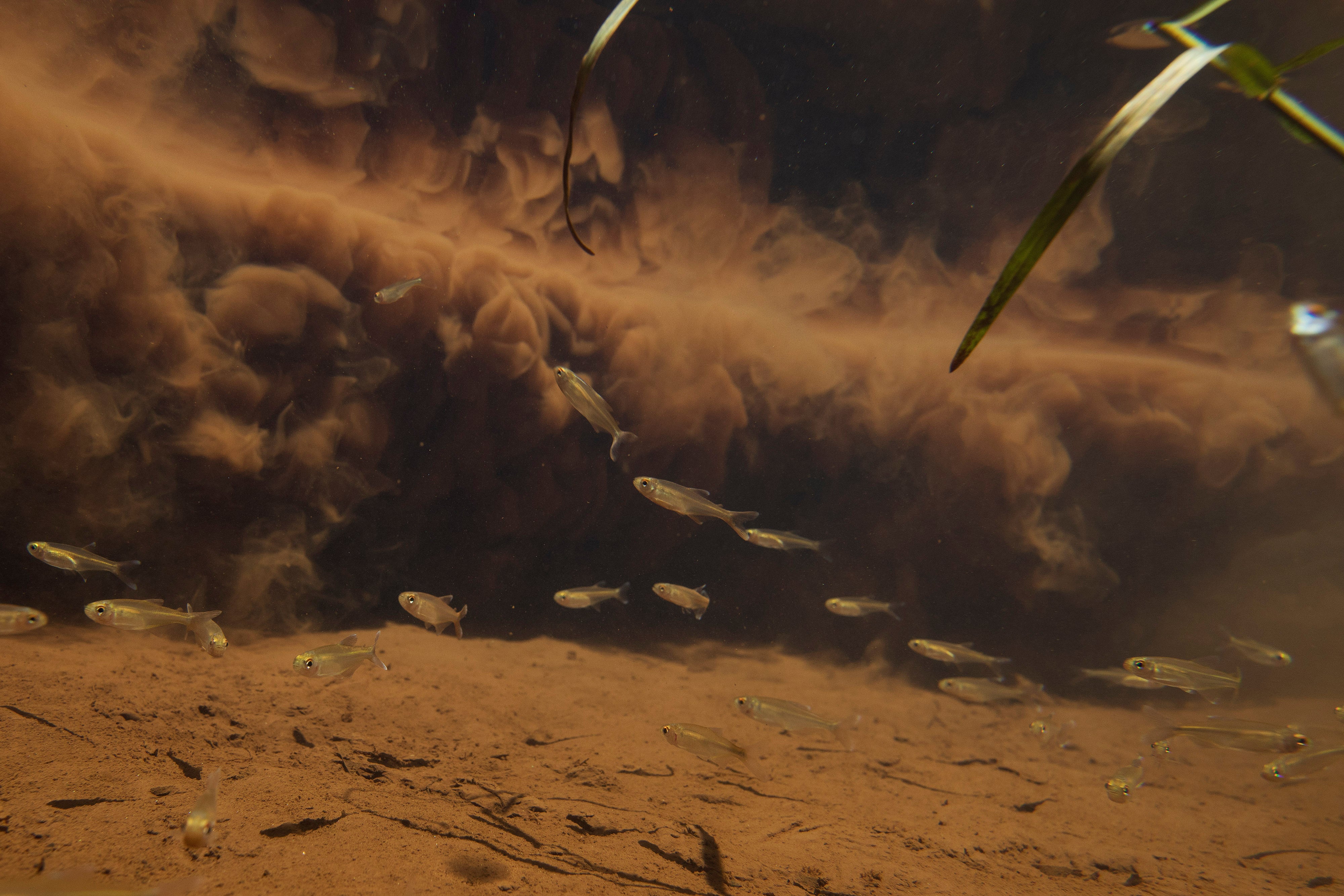 Threatened Freshwater Animals