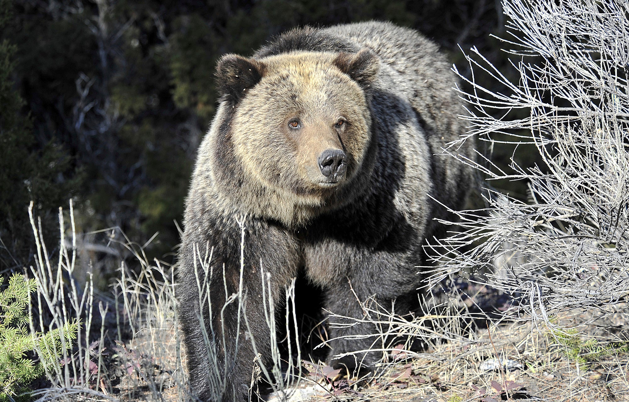 A Grizzly bear walk through Yellowstone National Park near Mammoth, Wyo., May 4, 2009