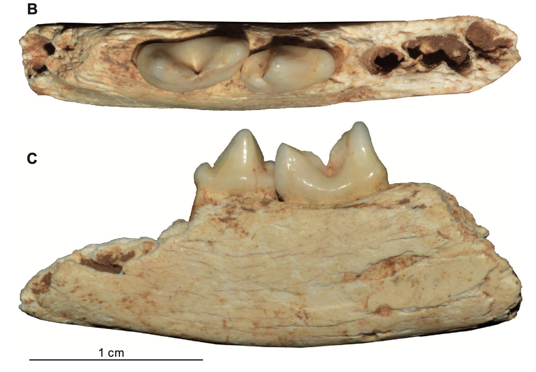 Jaw fragment of Prionailurus kurteni