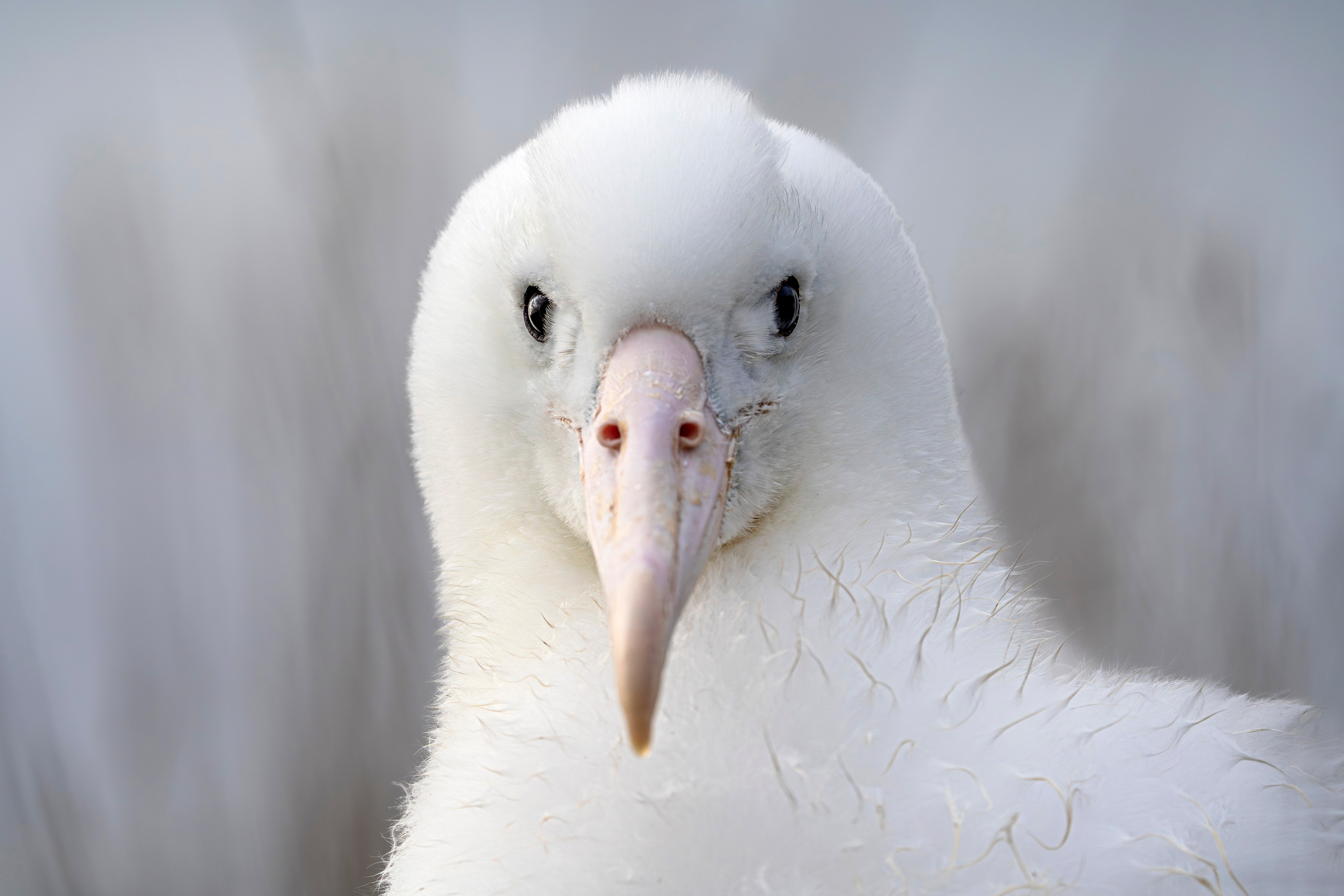 New Zealand Royal Albatross