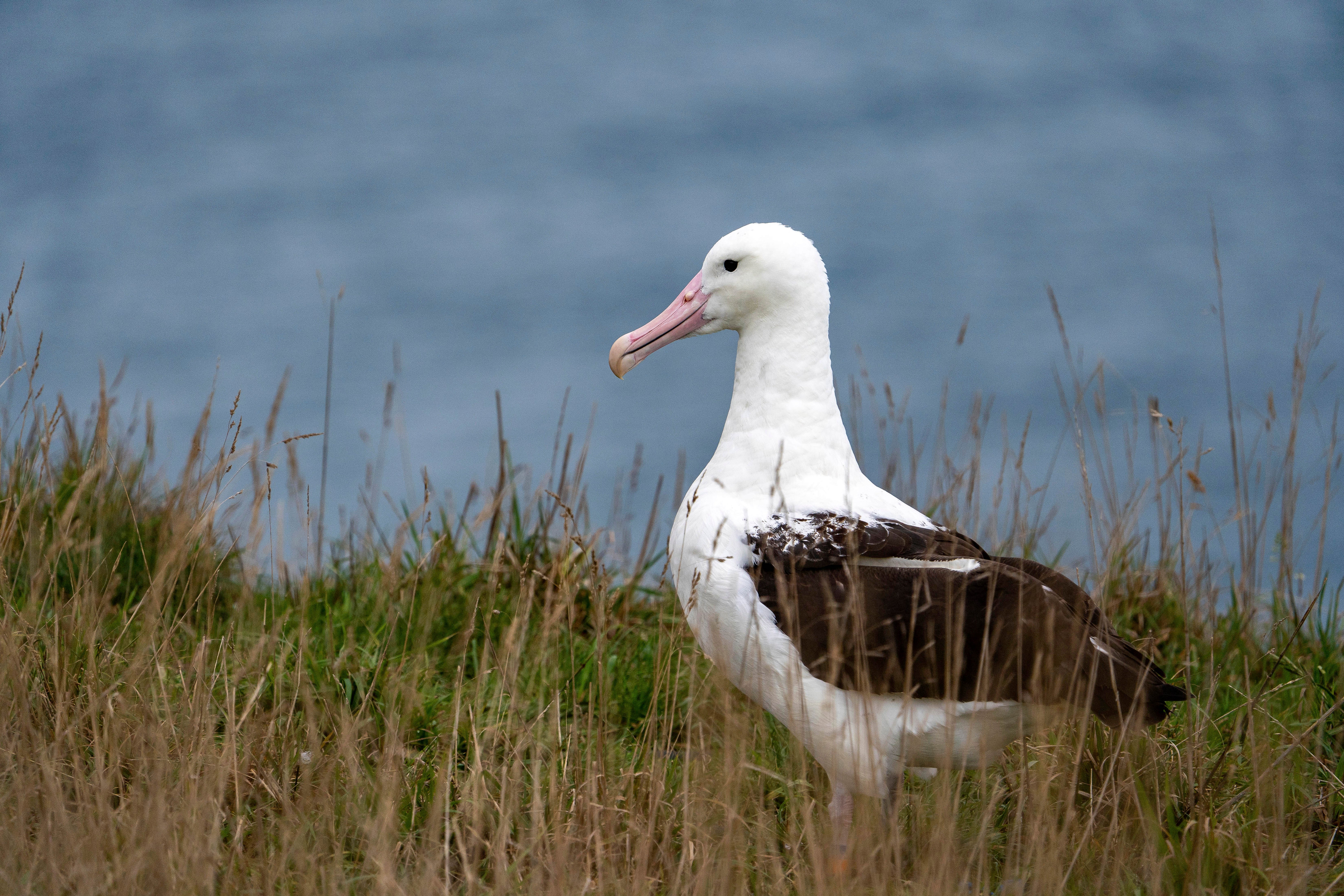 New Zealand Royal Albatross