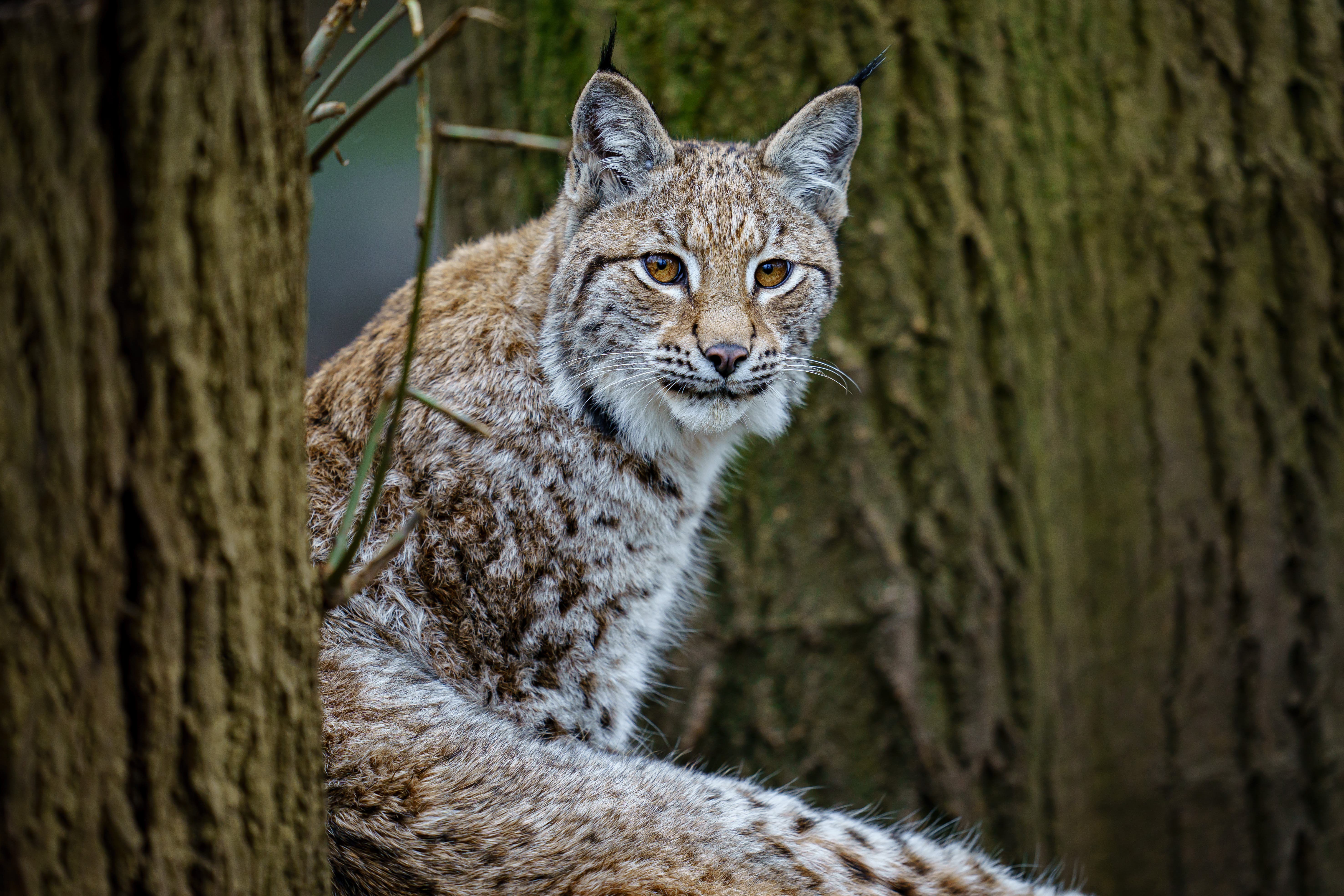 There has been a sighting of two more lynx in the area where two of the animals were captured on Thursday (Ben Birchall/PA)