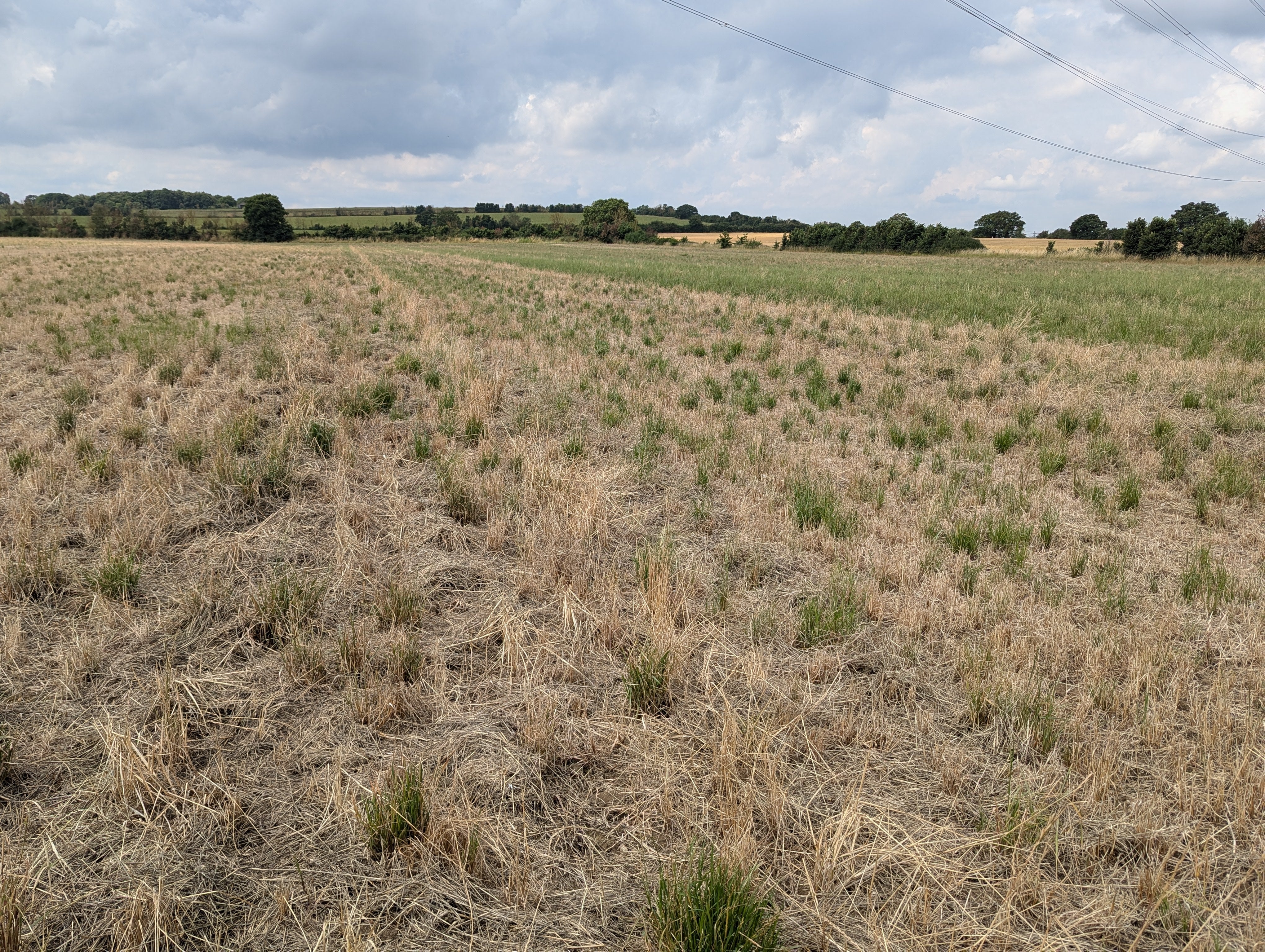Glyphosate is used to clear vegetation on fields before planting crops