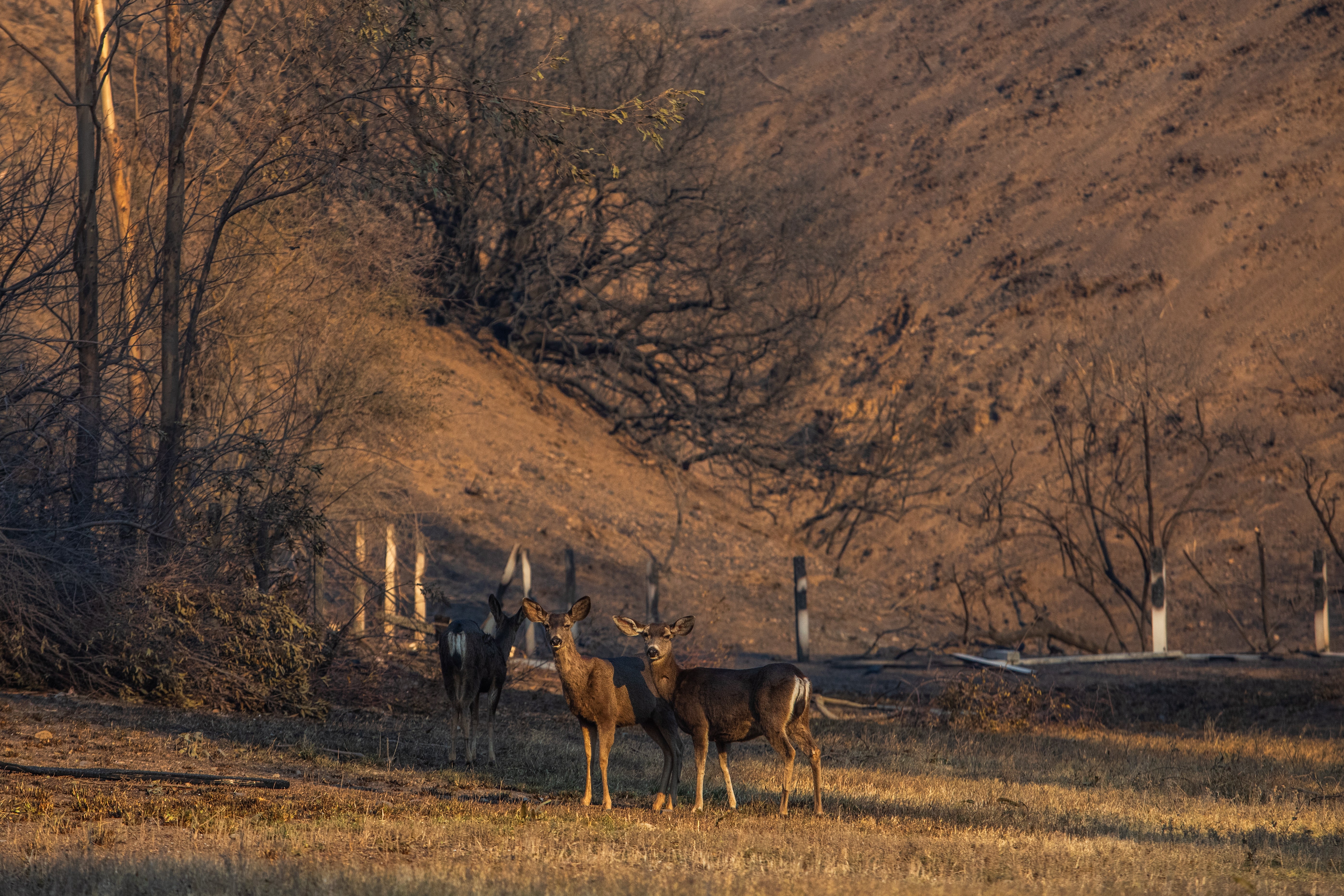 Deer gather around burned trees from the Palisades Fire at Will Rogers State Park in the Pacific Palisades neighborhood of Los Angeles, California.