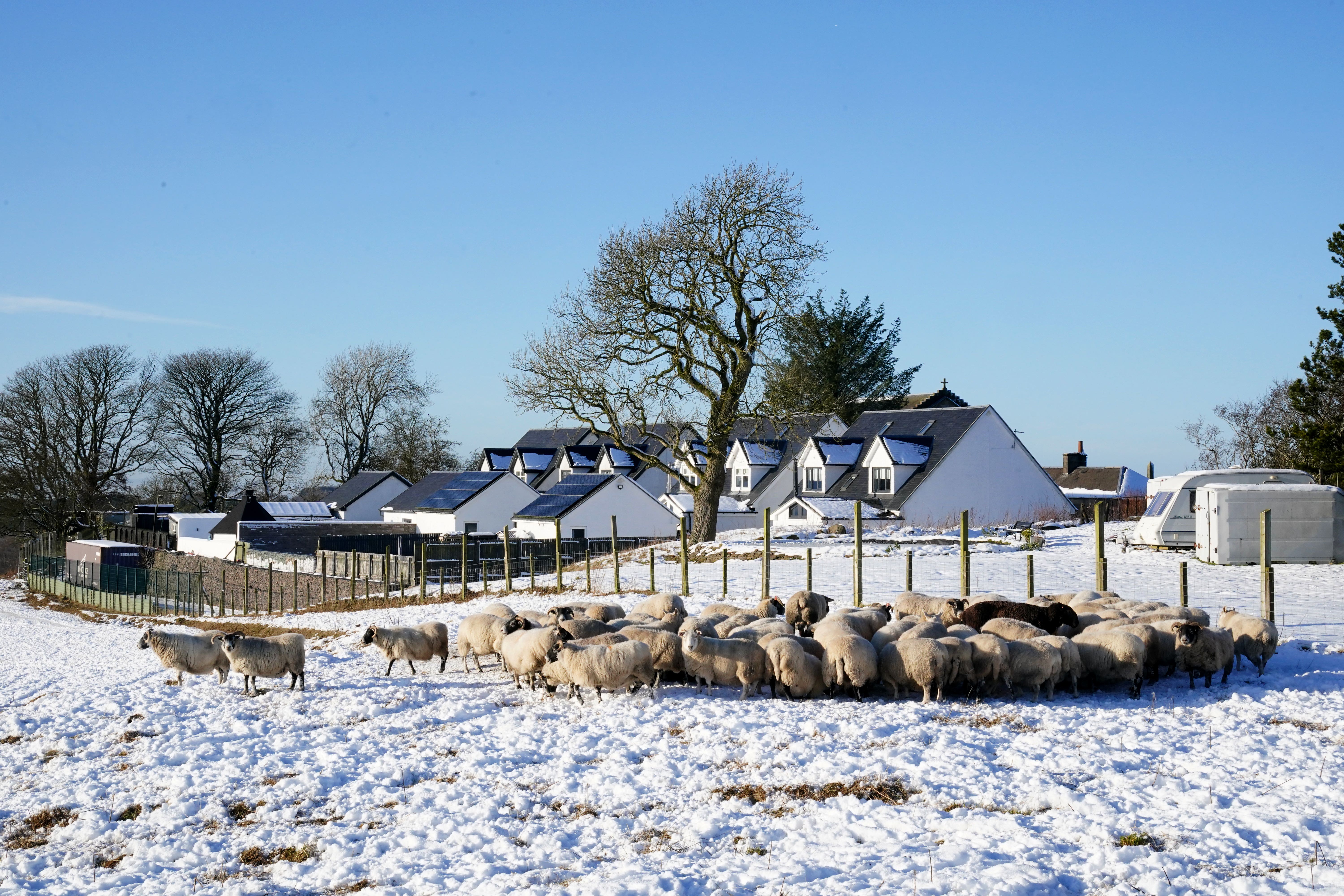 Sheep feed in a snow-covered field near Shotts, North Lanarkshire (Jane Barlow/PA)