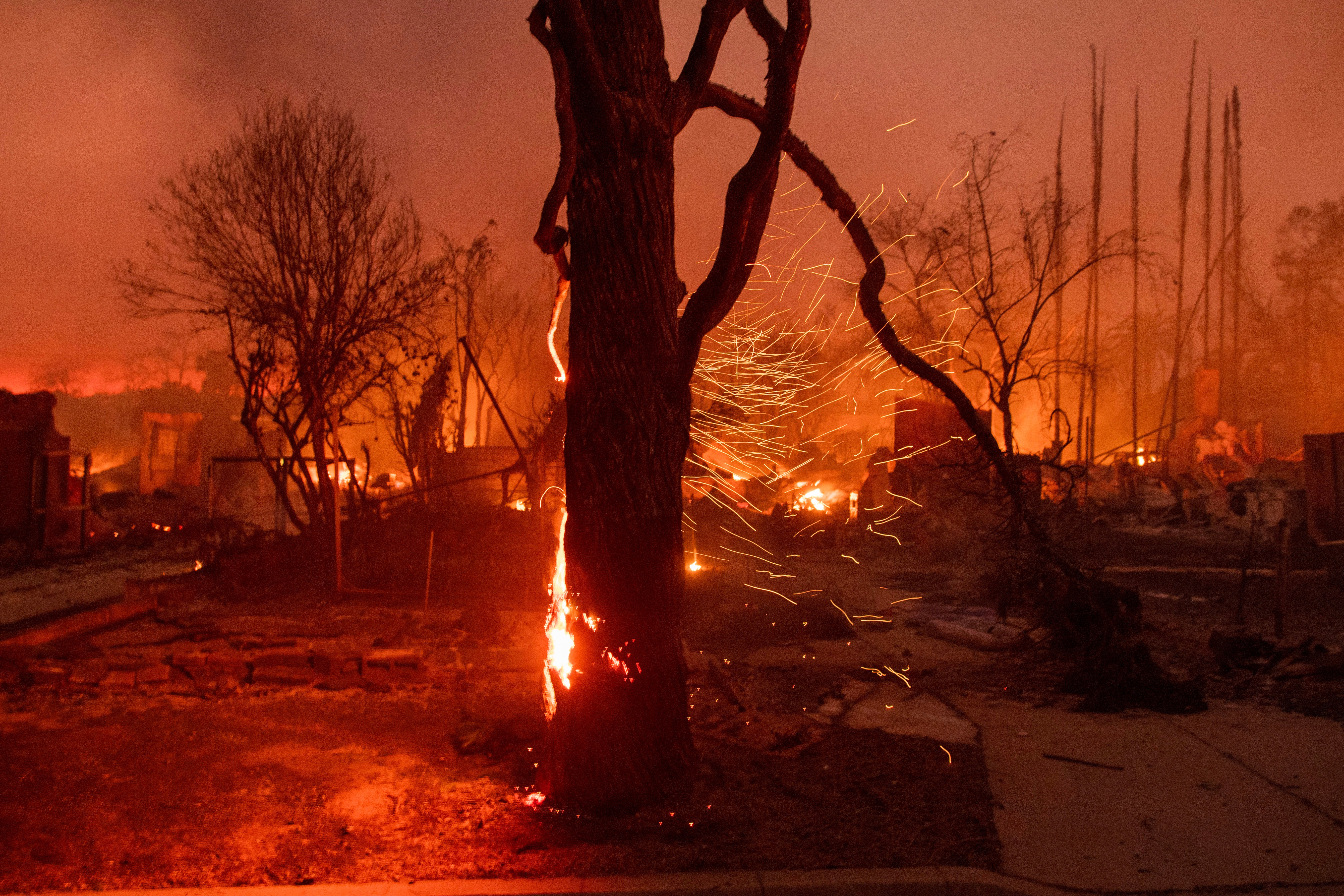 California Wildfires Tree Canopy