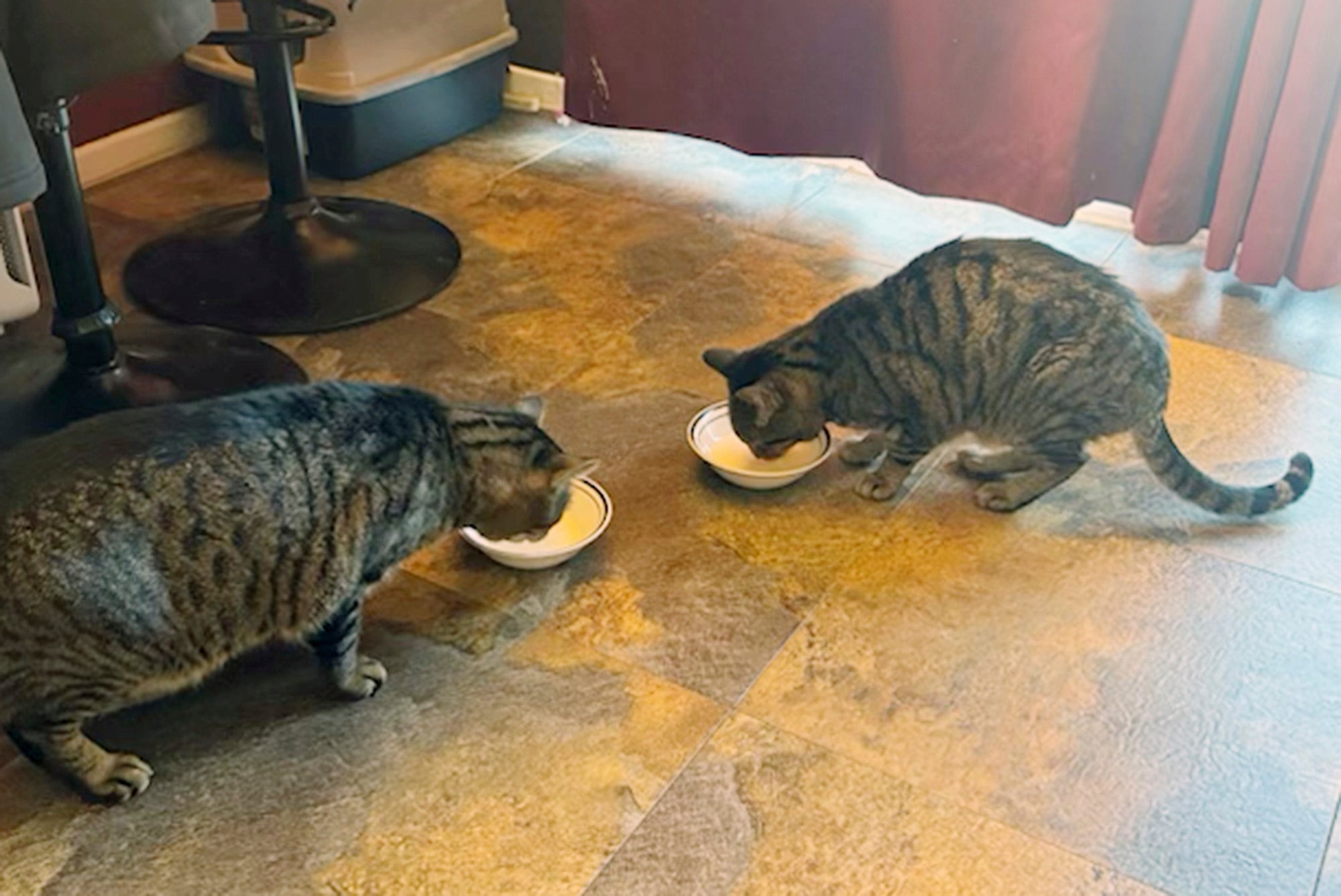 Two of Jospeh’s cats drinking raw cow’s milk in November 2024