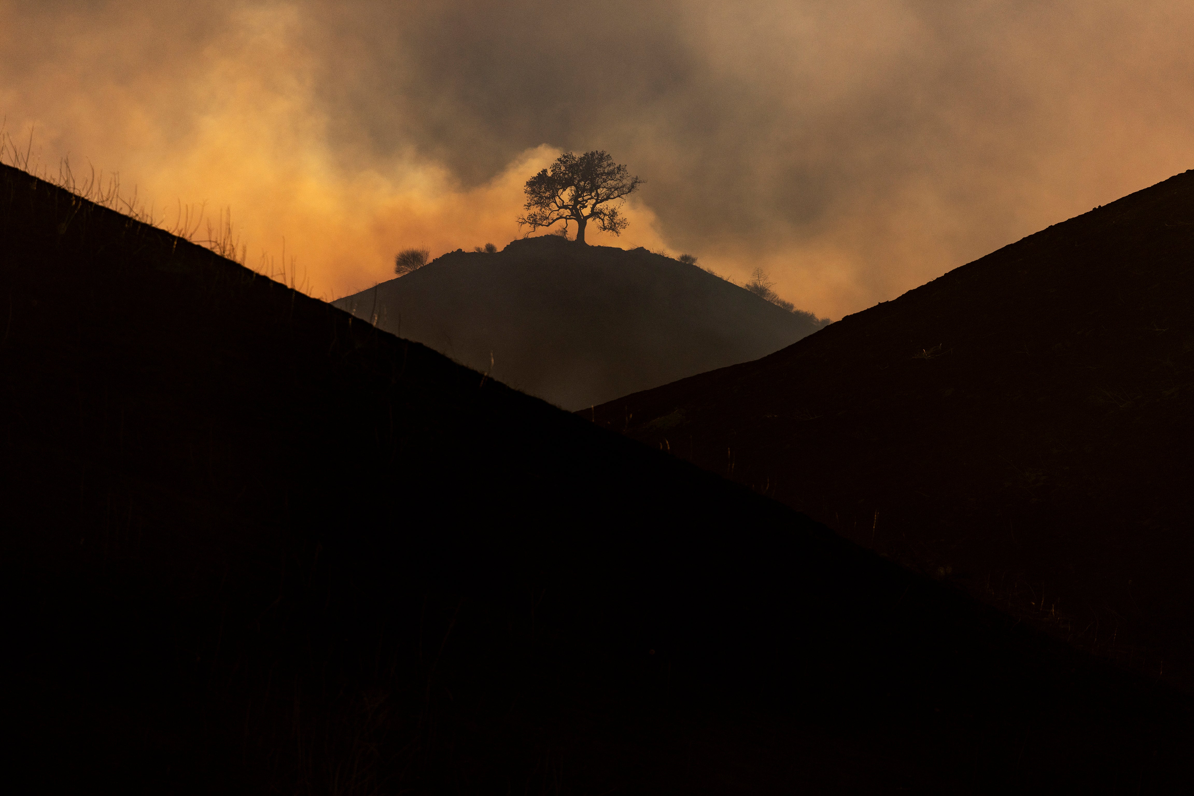 California Wildfires Tree Canopy