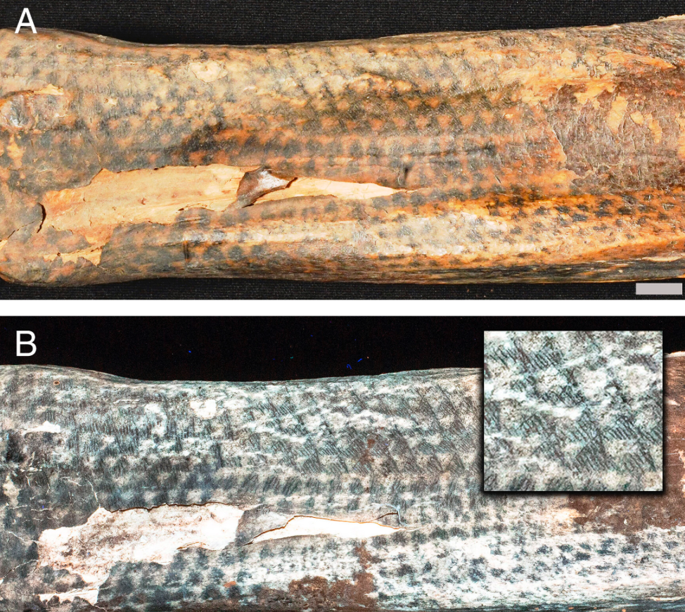 Tattoo “scales” on the forearm of mummified human remains under white light and laser scan exposing additional fine detail in the tattoo artwork