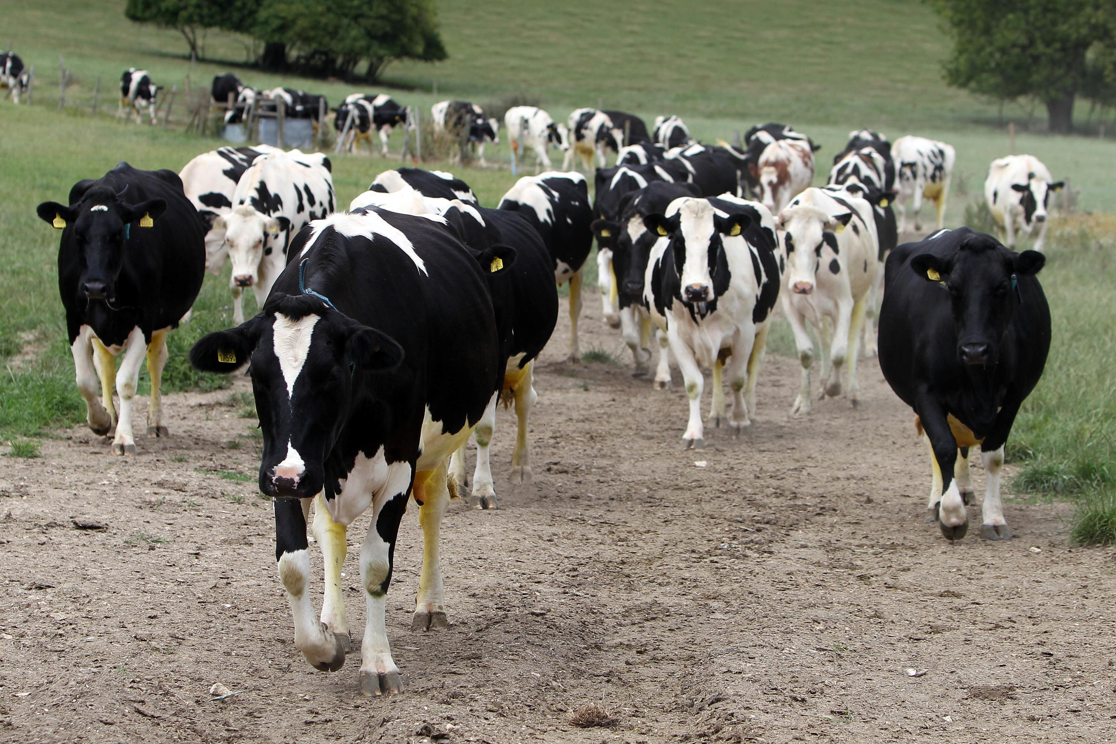 A case of foot-and-mouth disease has been confirmed in Germany (PA)