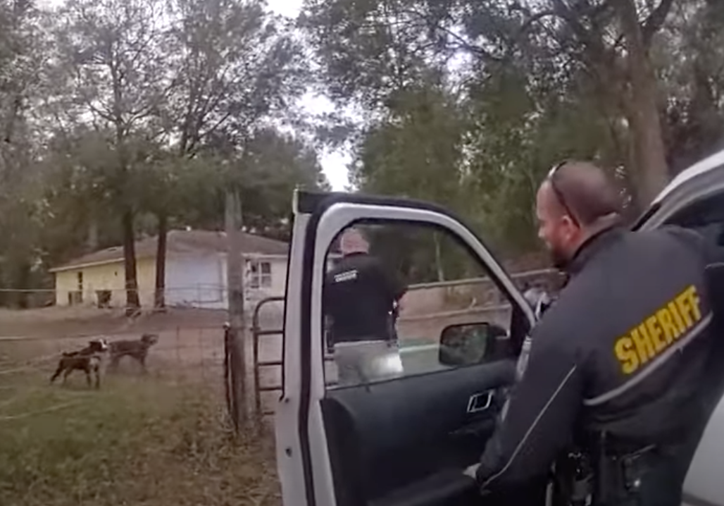 The boy had gone to pet the dogs when they attacked and left him with 12 bite wounds