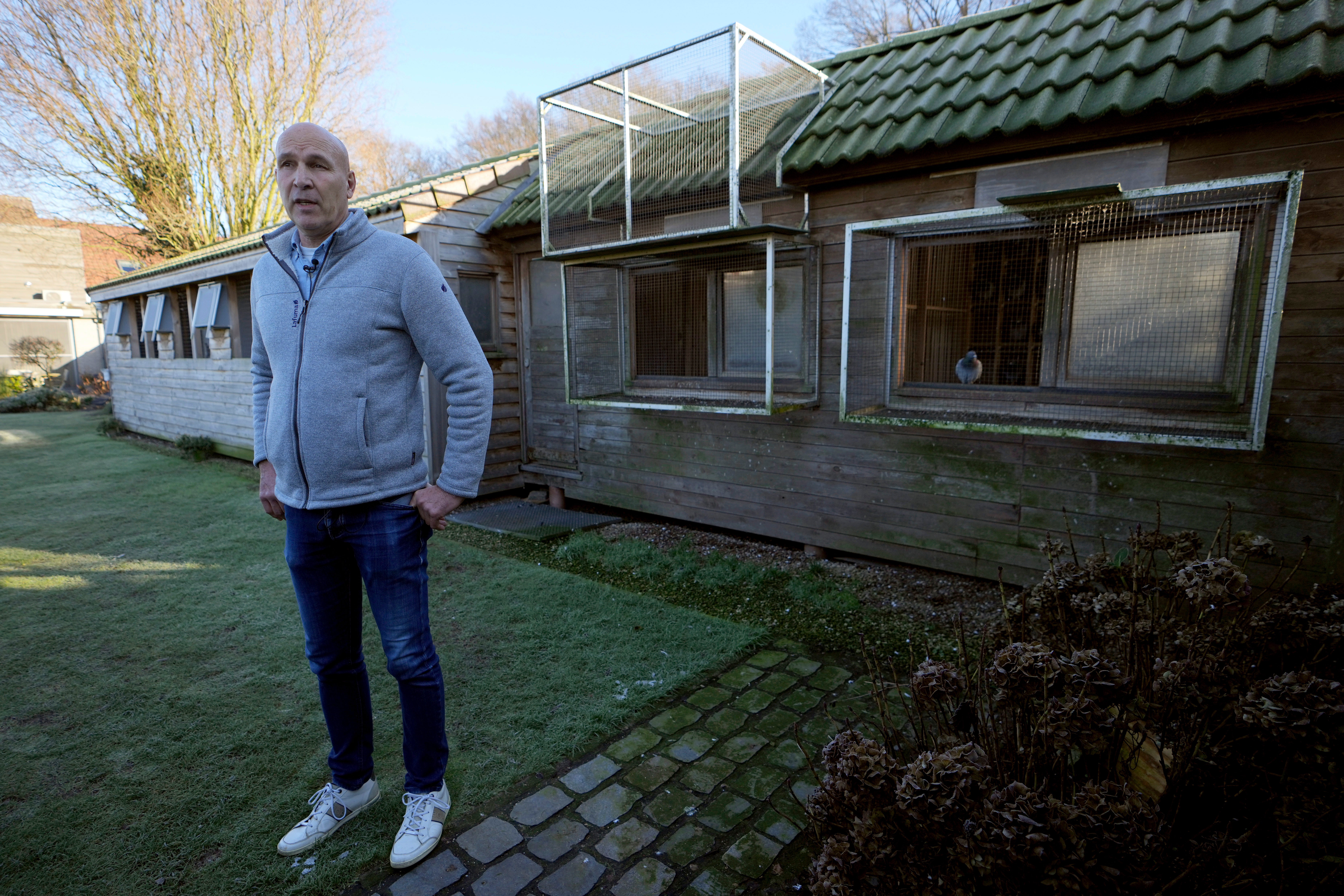 Belgium Grand Theft Pigeon