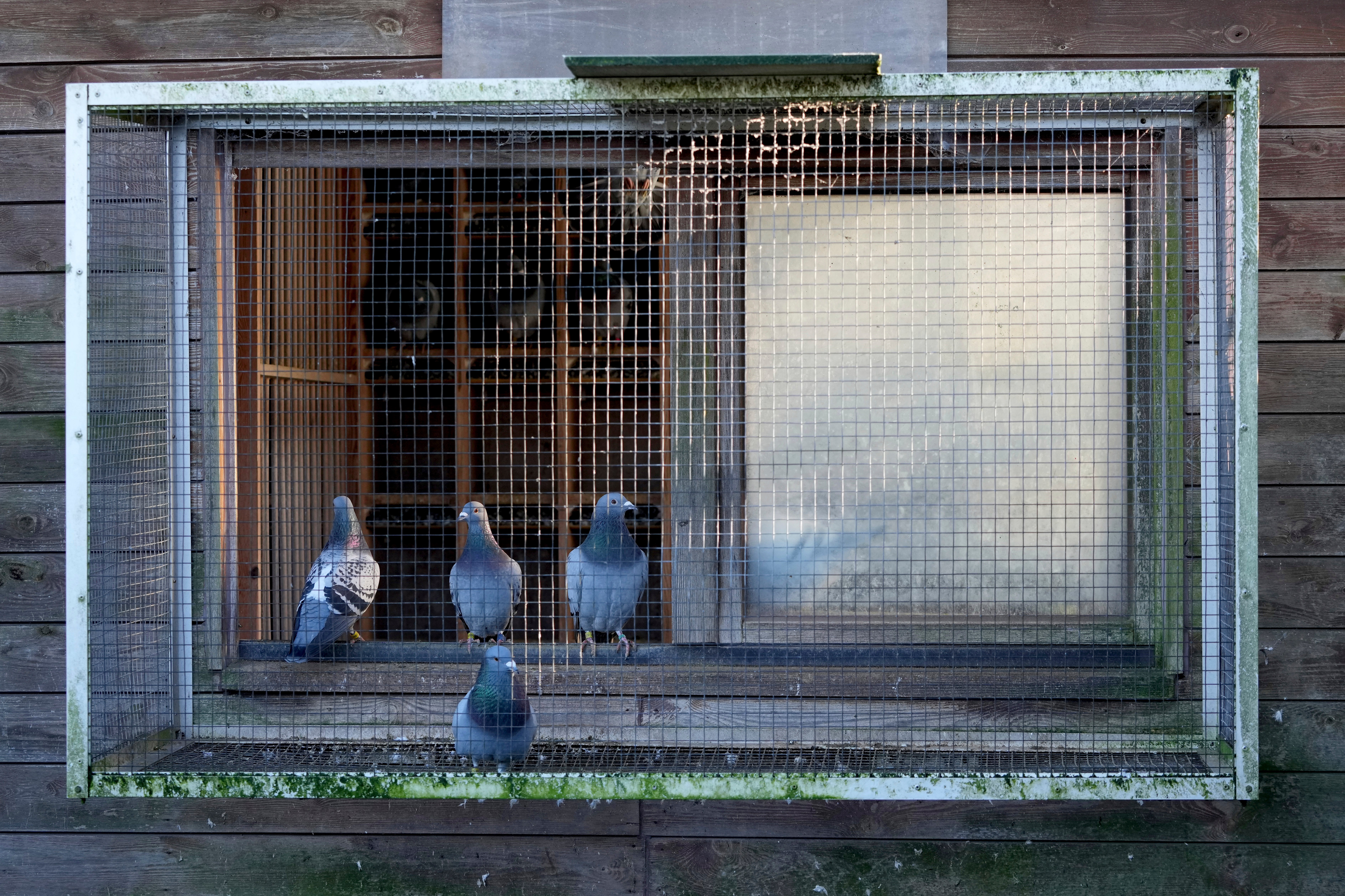 Belgium Grand Theft Pigeon