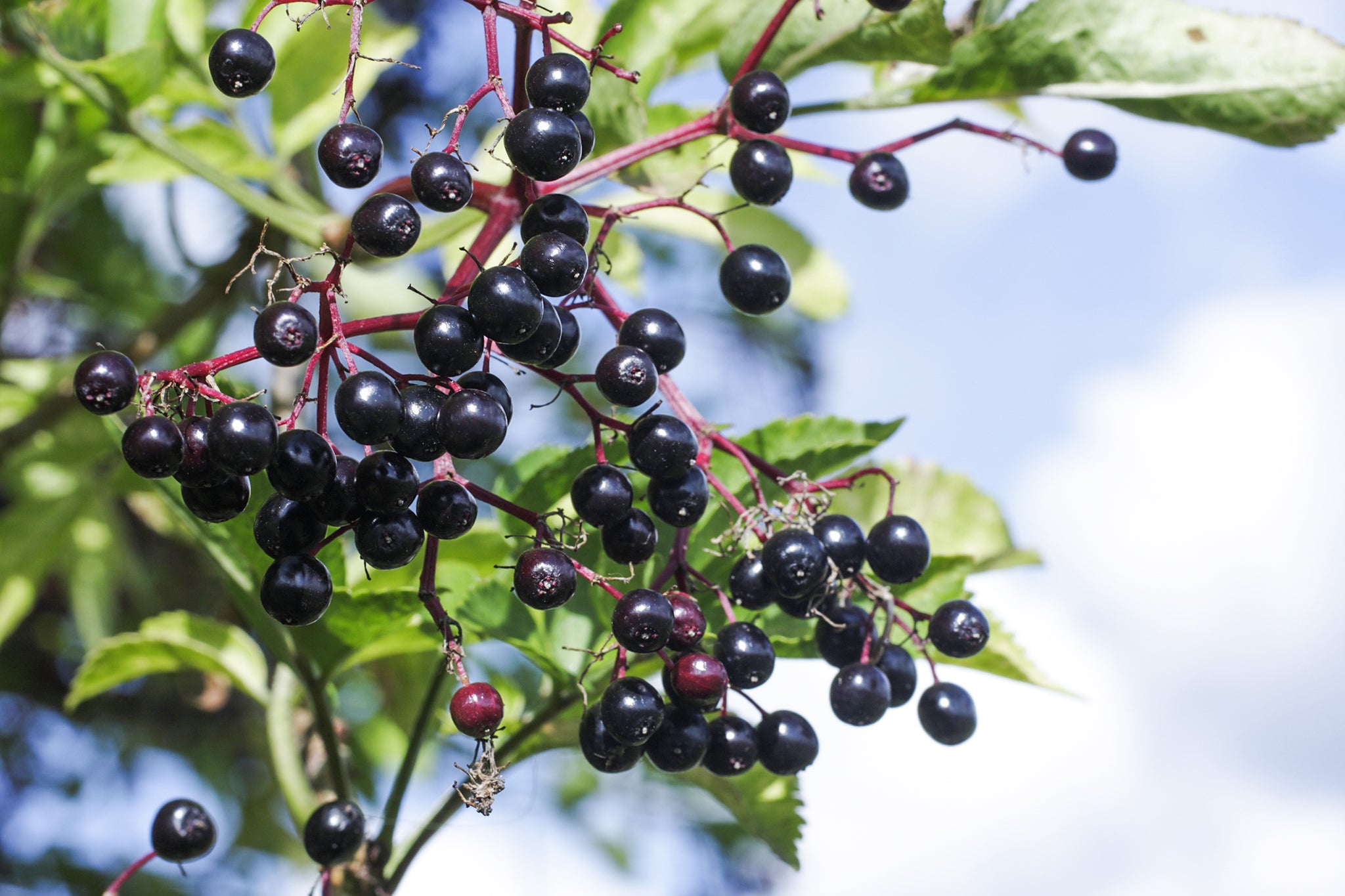 In the last year, U.S. consumers spent $175 million on elderberry pills, syrups and powders