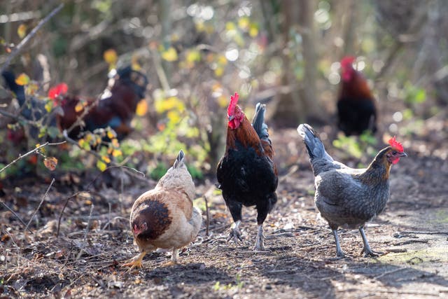 Chicken poo is a factor in River Wye pollution, which is in turn a factor in housing moratoriums throughout Herefordshire and Powys, MPs have heard (Joe Giddens/PA)