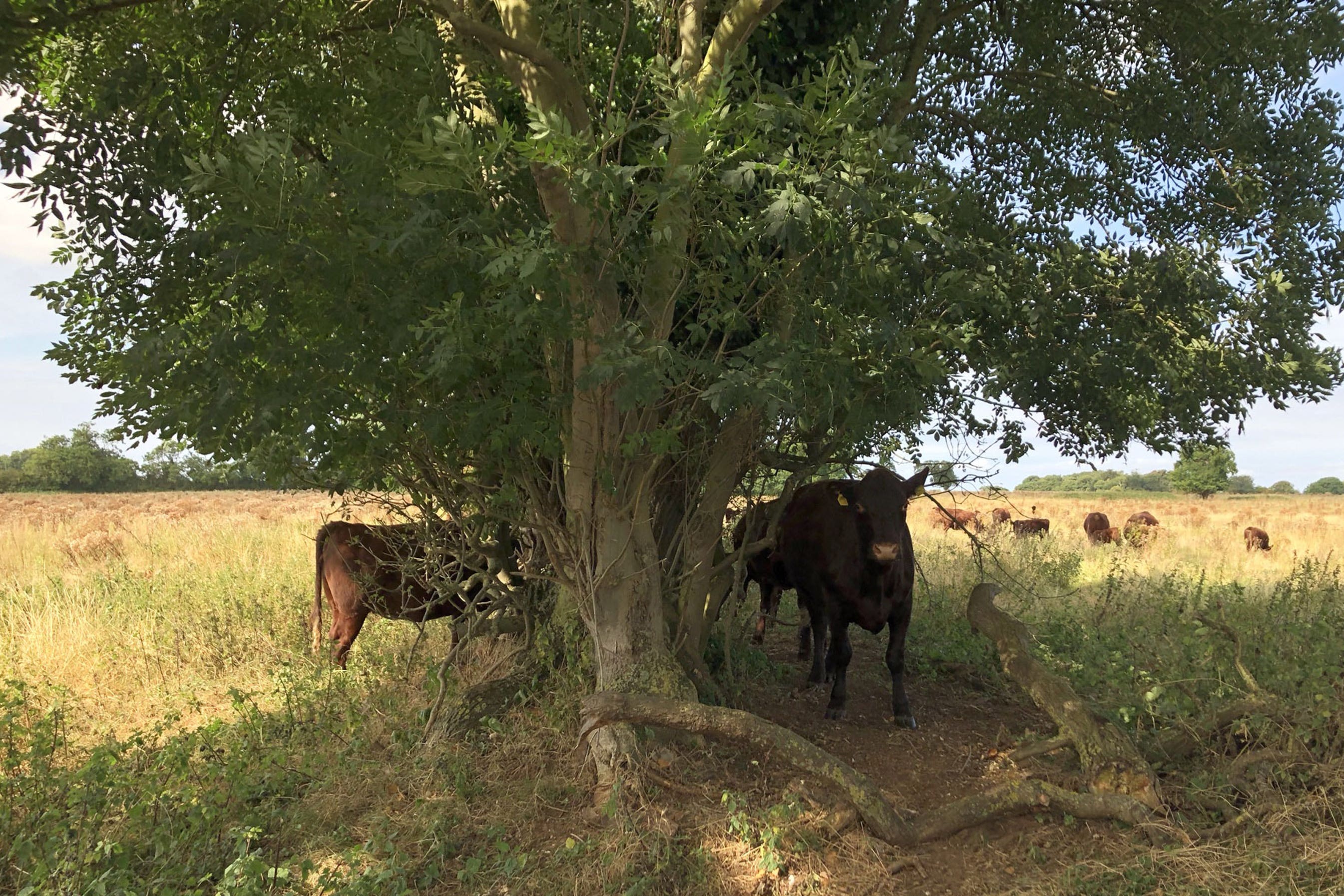 Red poll cattle grazing at Wild Ken Hill in Norfolk (Emily Beament/PA)