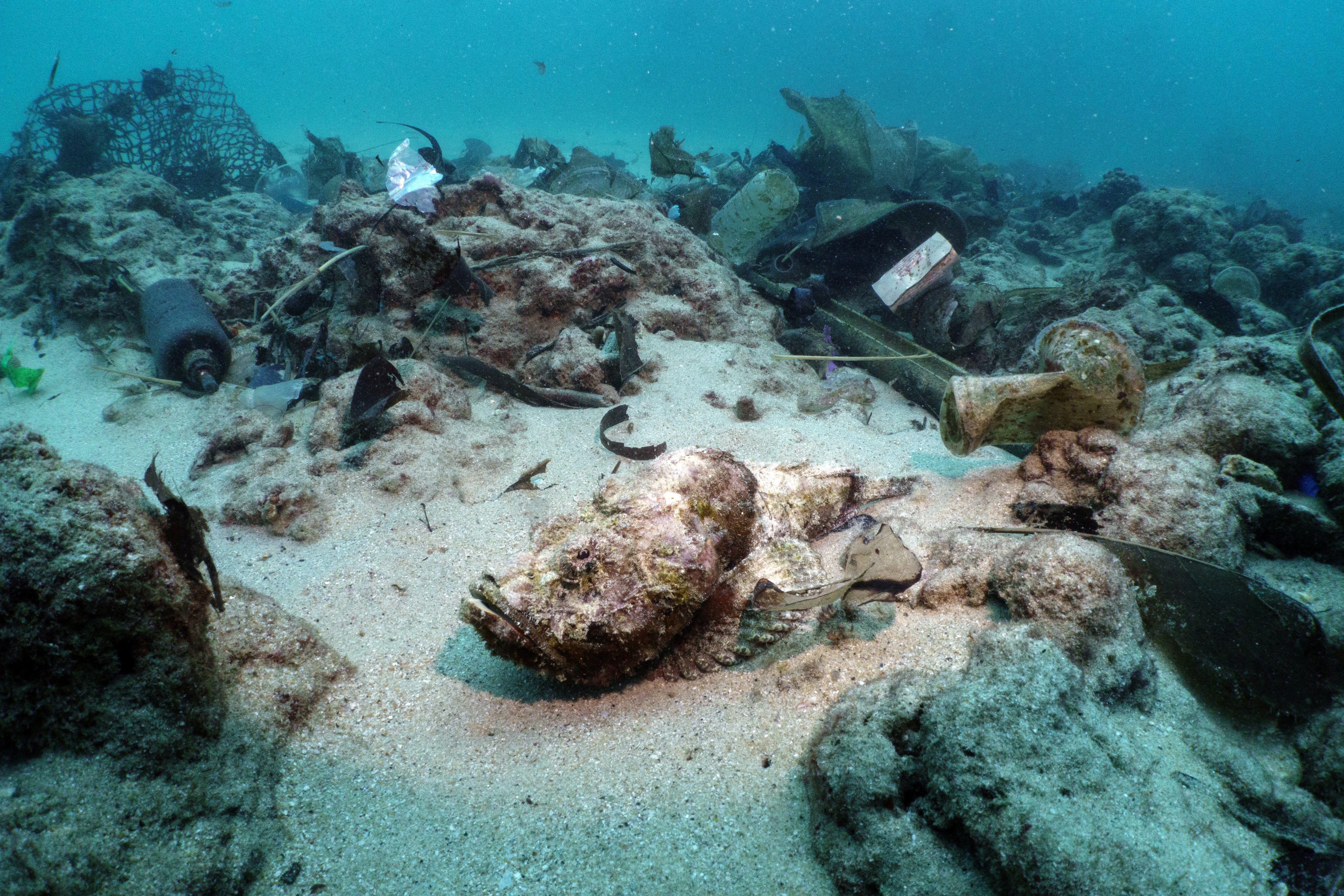 A scorpion fish lies among garbage in the sea in Phuket