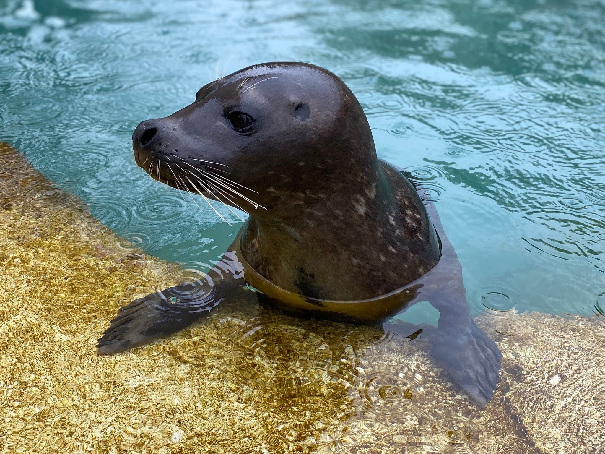 Slater the seven-year-old harbor seal is seen popping out of the water in this photo from Chicago’s Lincoln Park Zoo. The seal died last Thursday