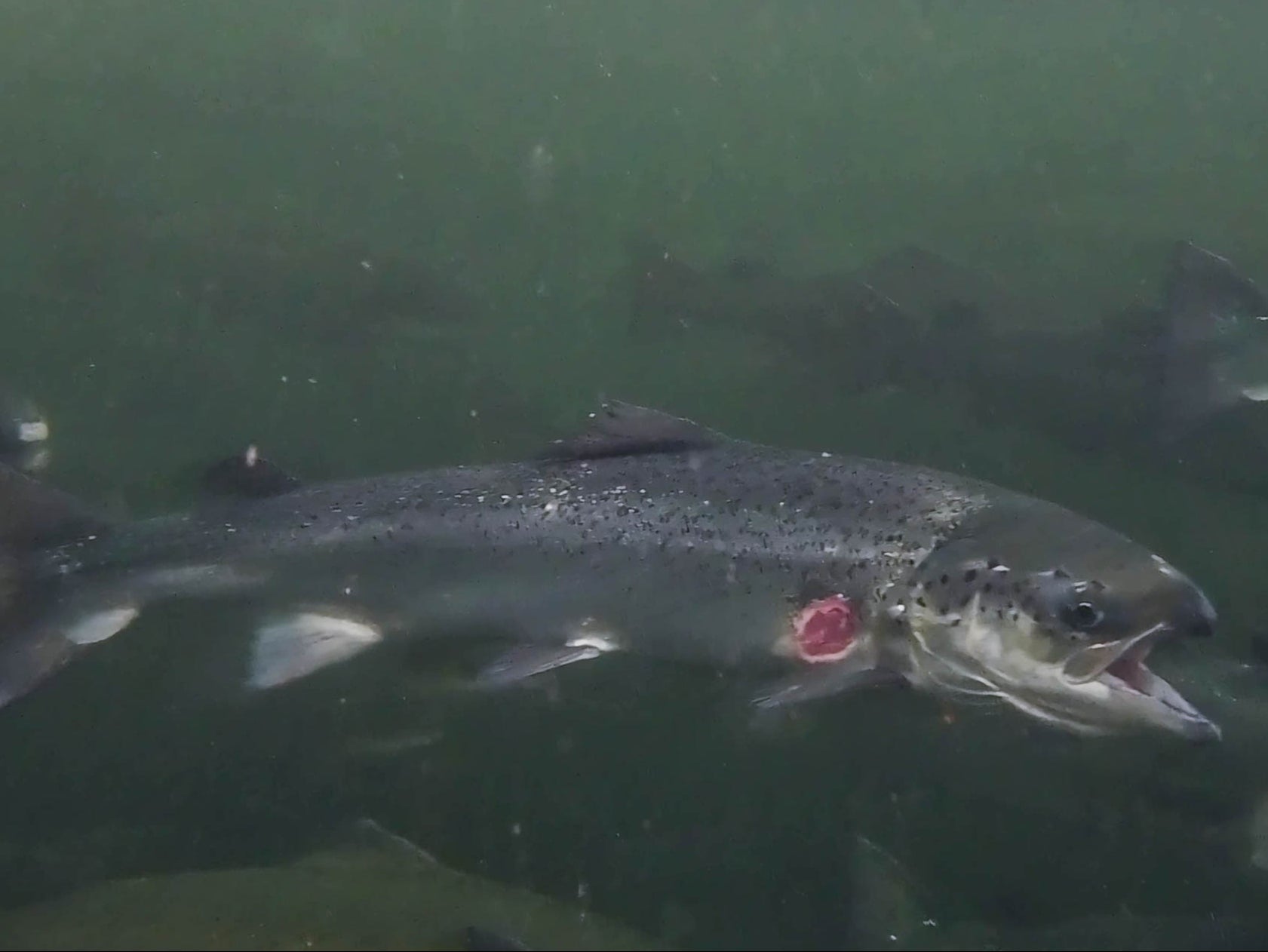 WildFish claims that none of the salmon companies protect the welfare of fish or the environment