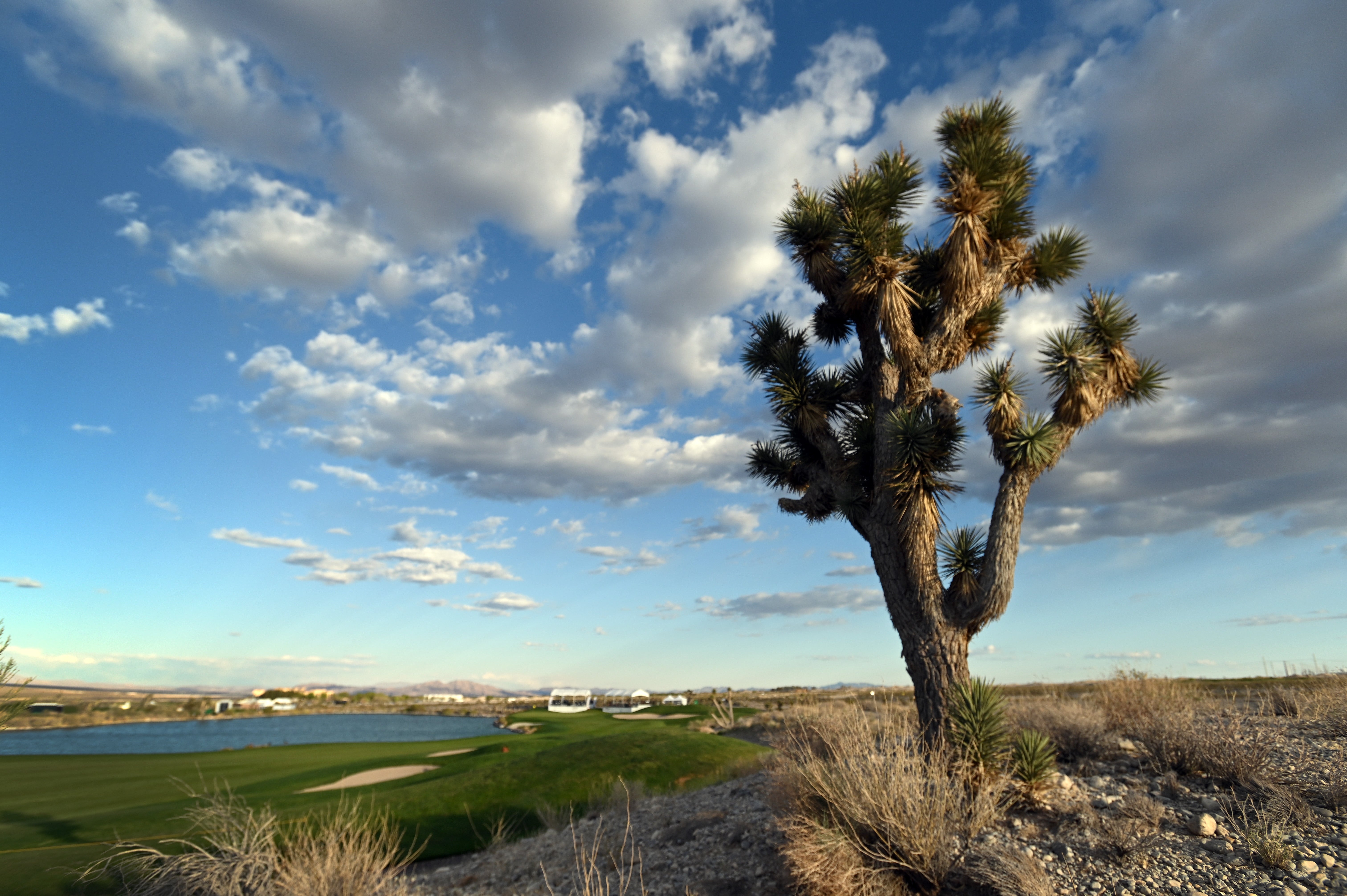 A Joshua tree pictured in Las Vegas, overlooking a golf course. Several Nevandas are angry that a new solar farm project destroyed several of the iconic tress