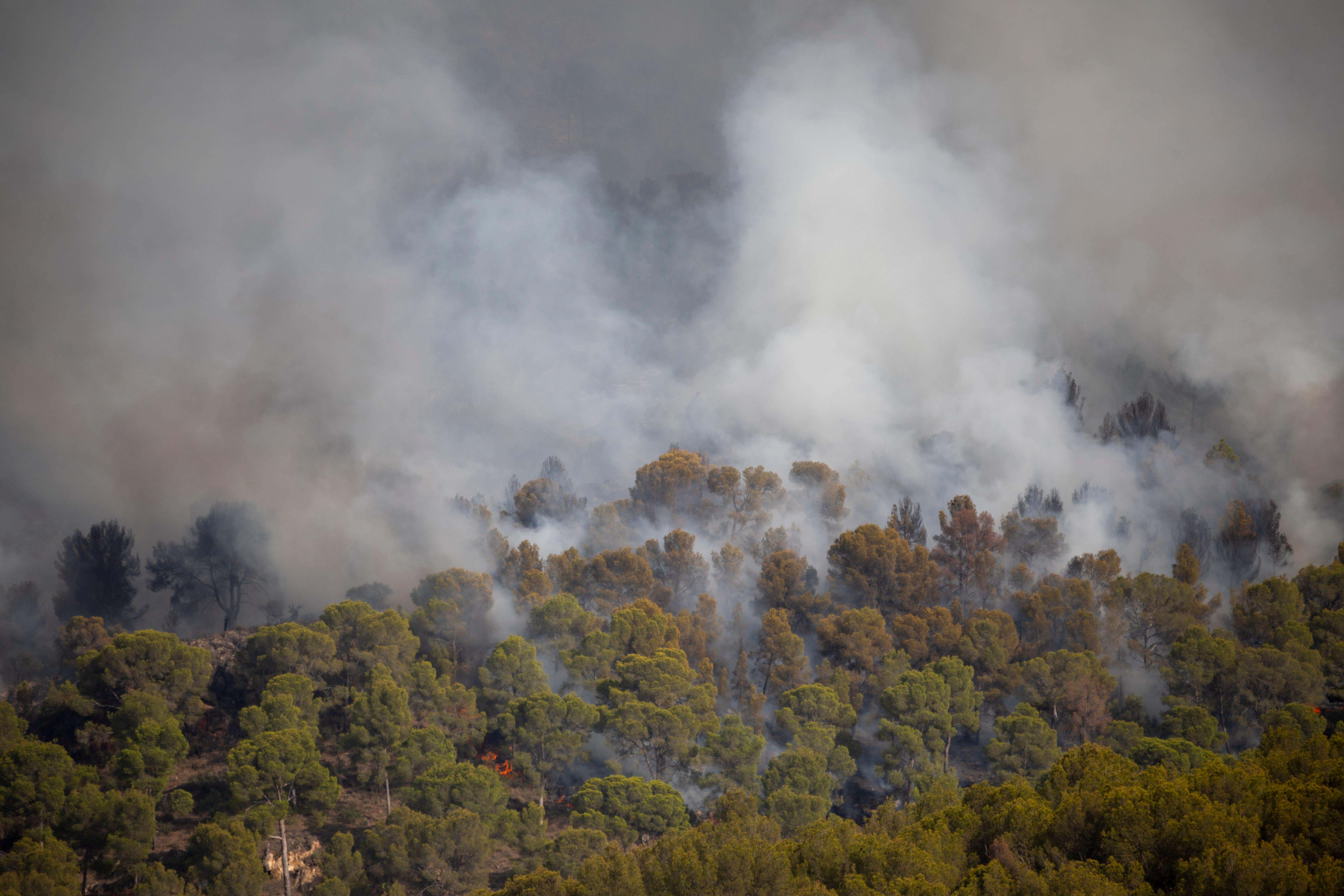 CO2 rises were driven by record high emissions from fossil fuels, carbon sinks absorbing less and exceptional wildfires (Alamy/PA)