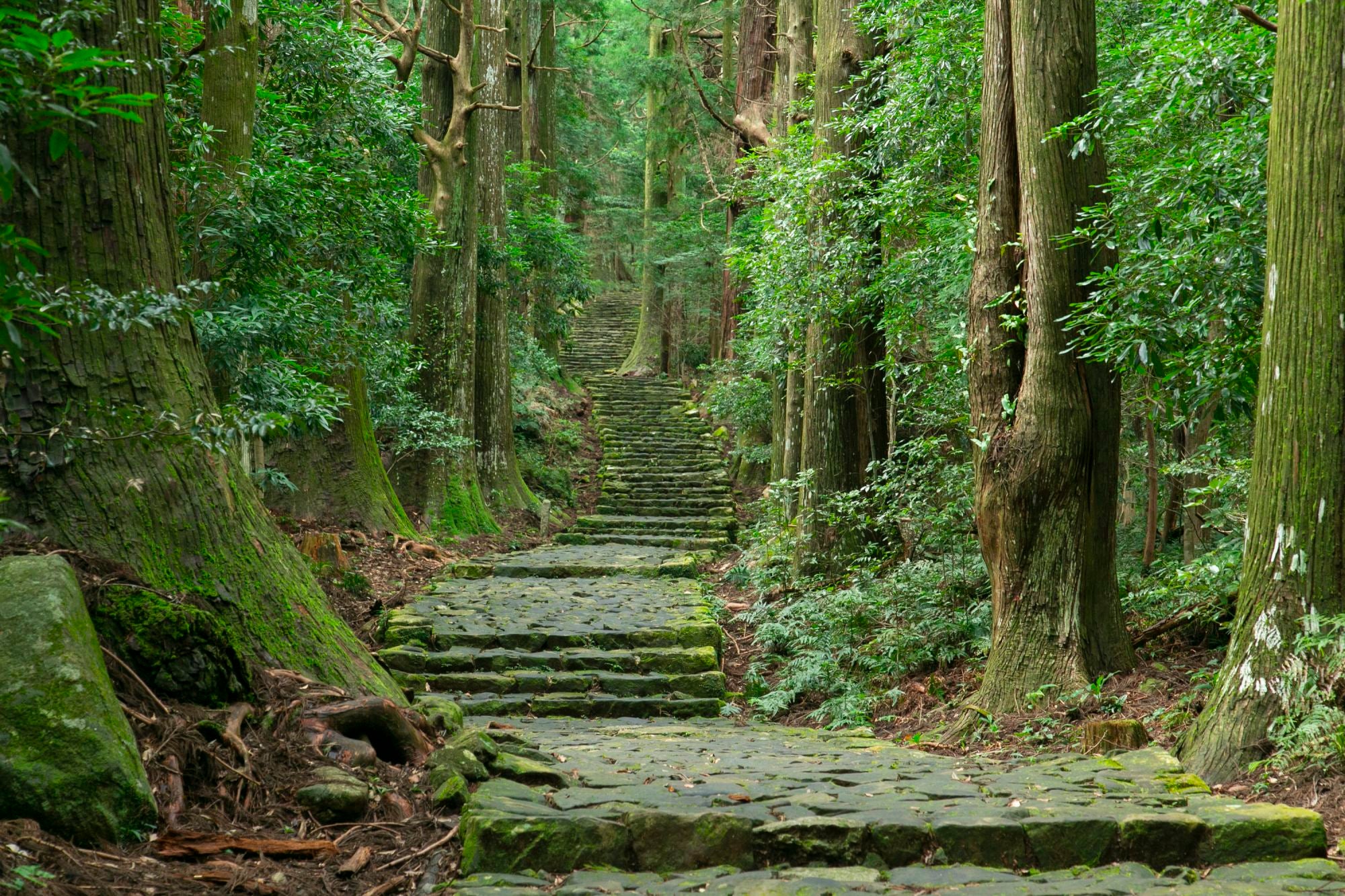 The ancient pilgrimage route weaves through forests and open spaces with mountain vistas