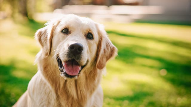 <p>A woman and her pet dog have filed a lawsuit against the IRS, claiming that the pooch she be able to be claimed as a legal dependent for tax benefits </p>
