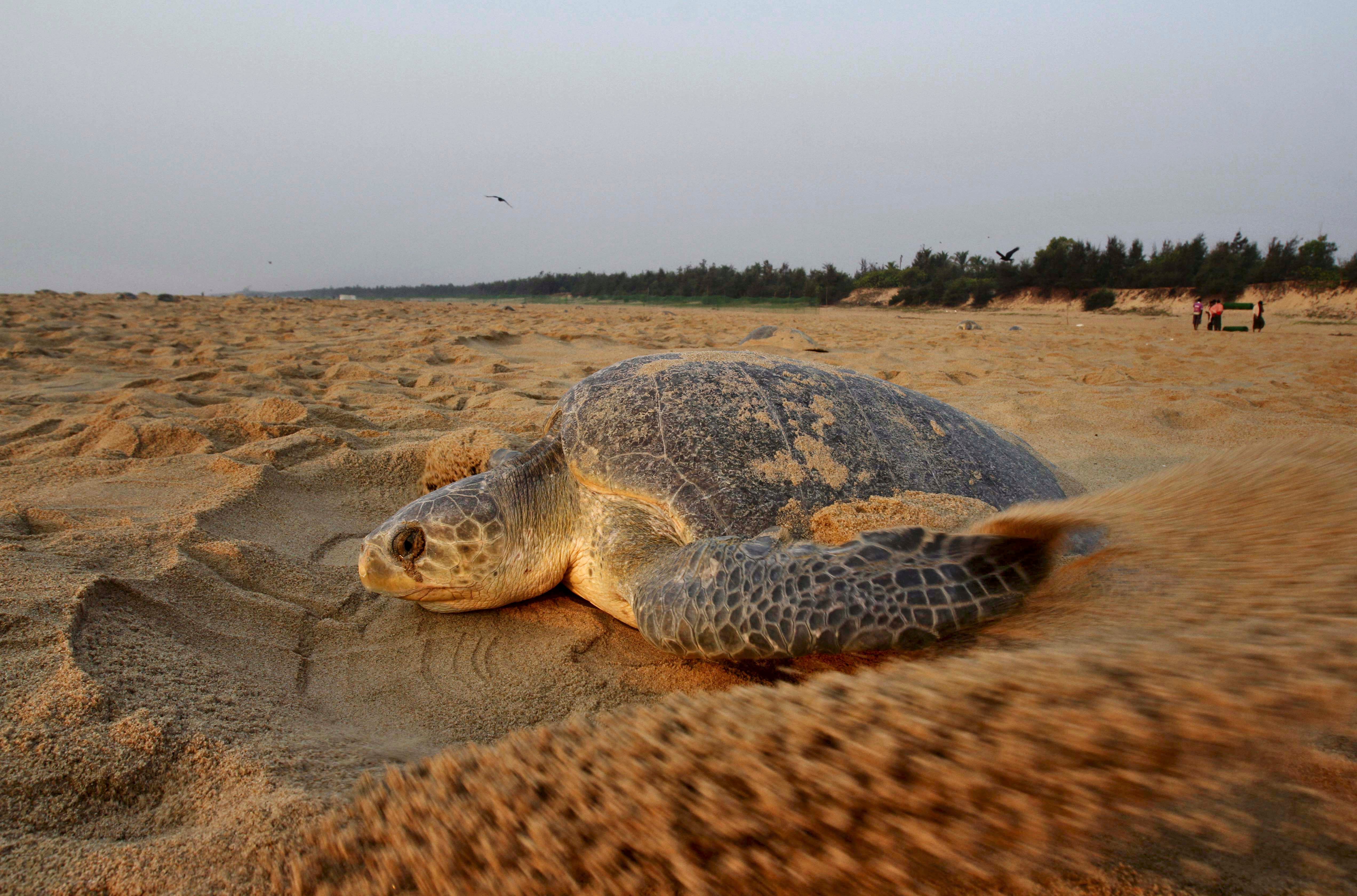 An Olive Ridley turtle