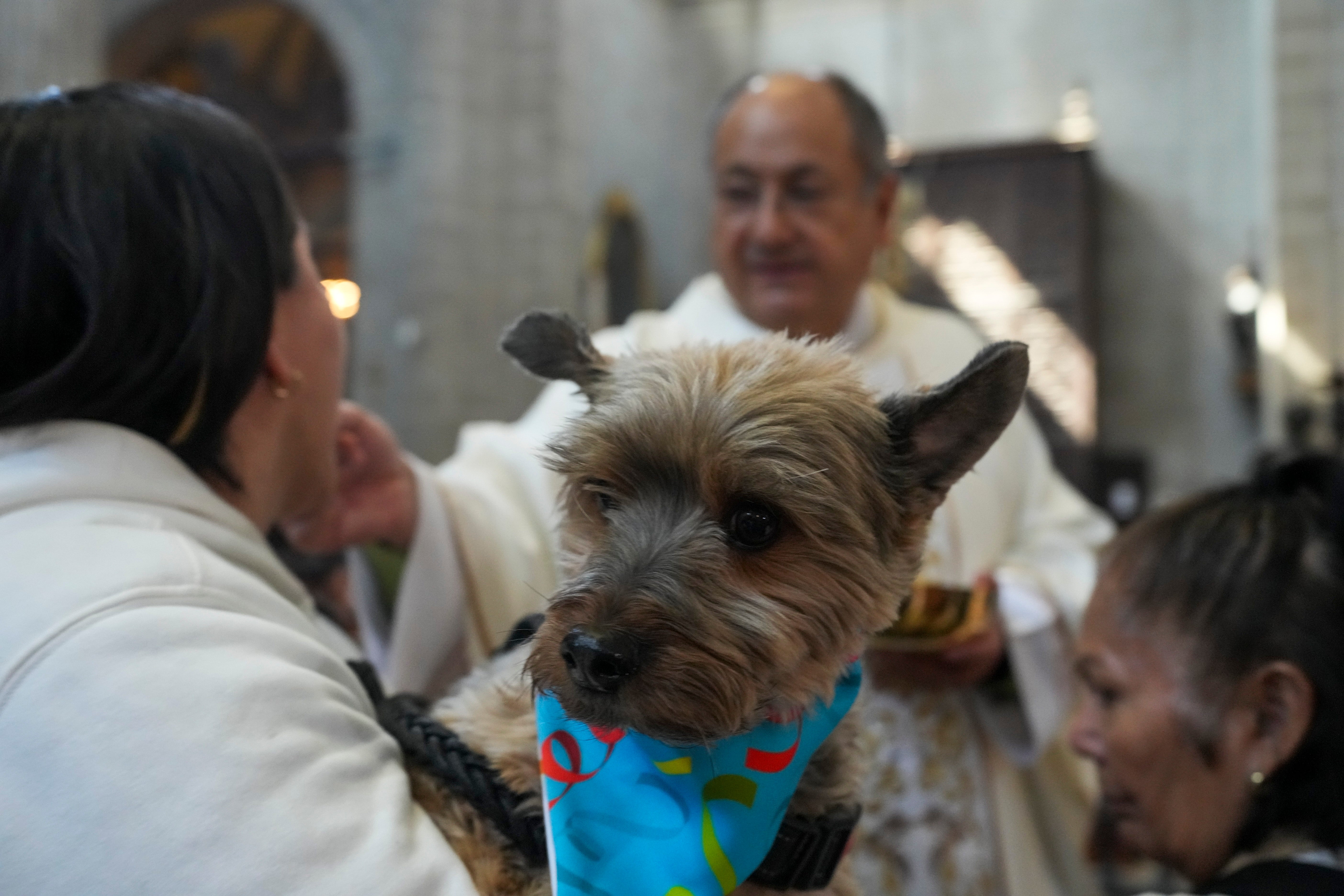 Mexico Blessing of the Pets