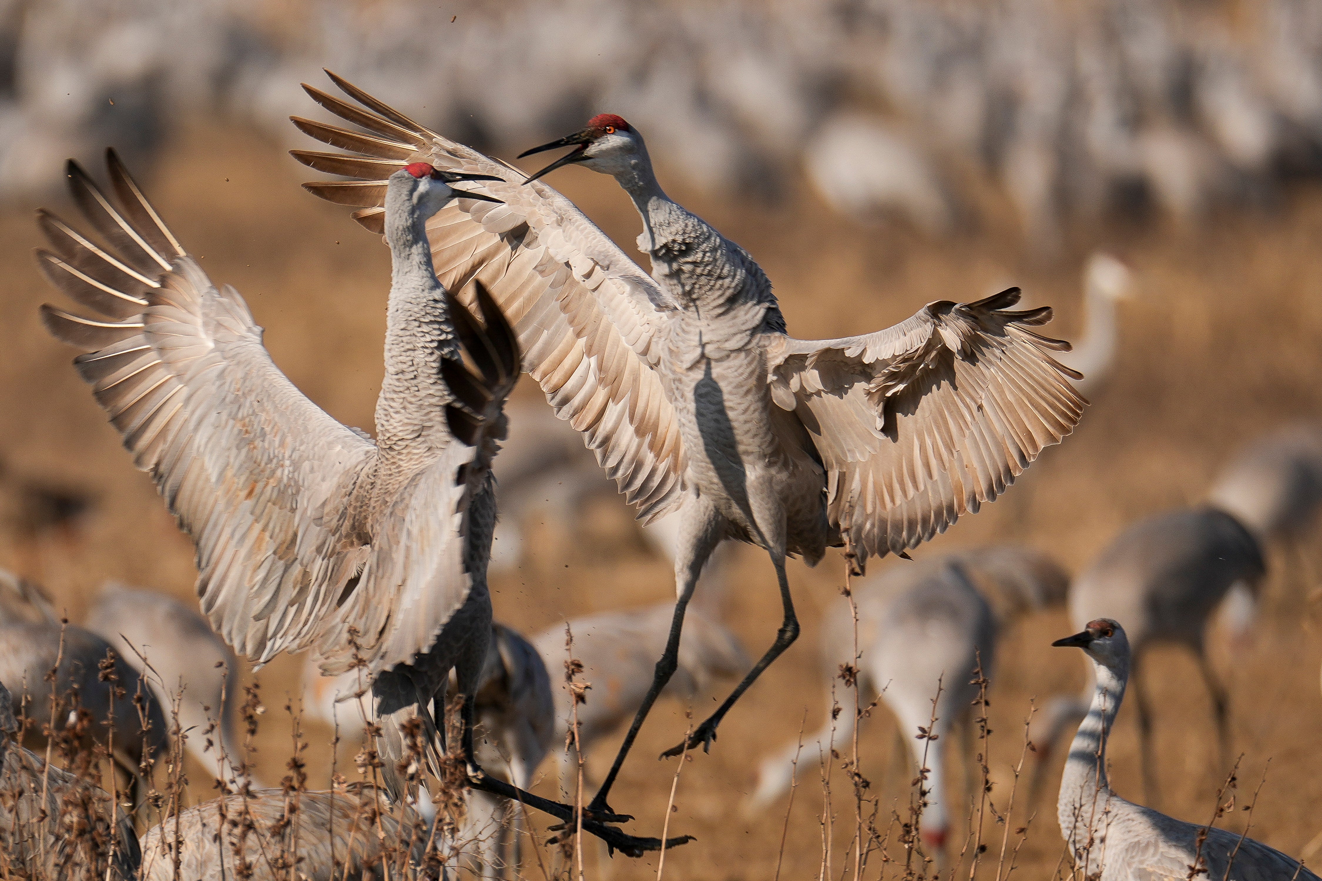 Sandhill Crane Migration