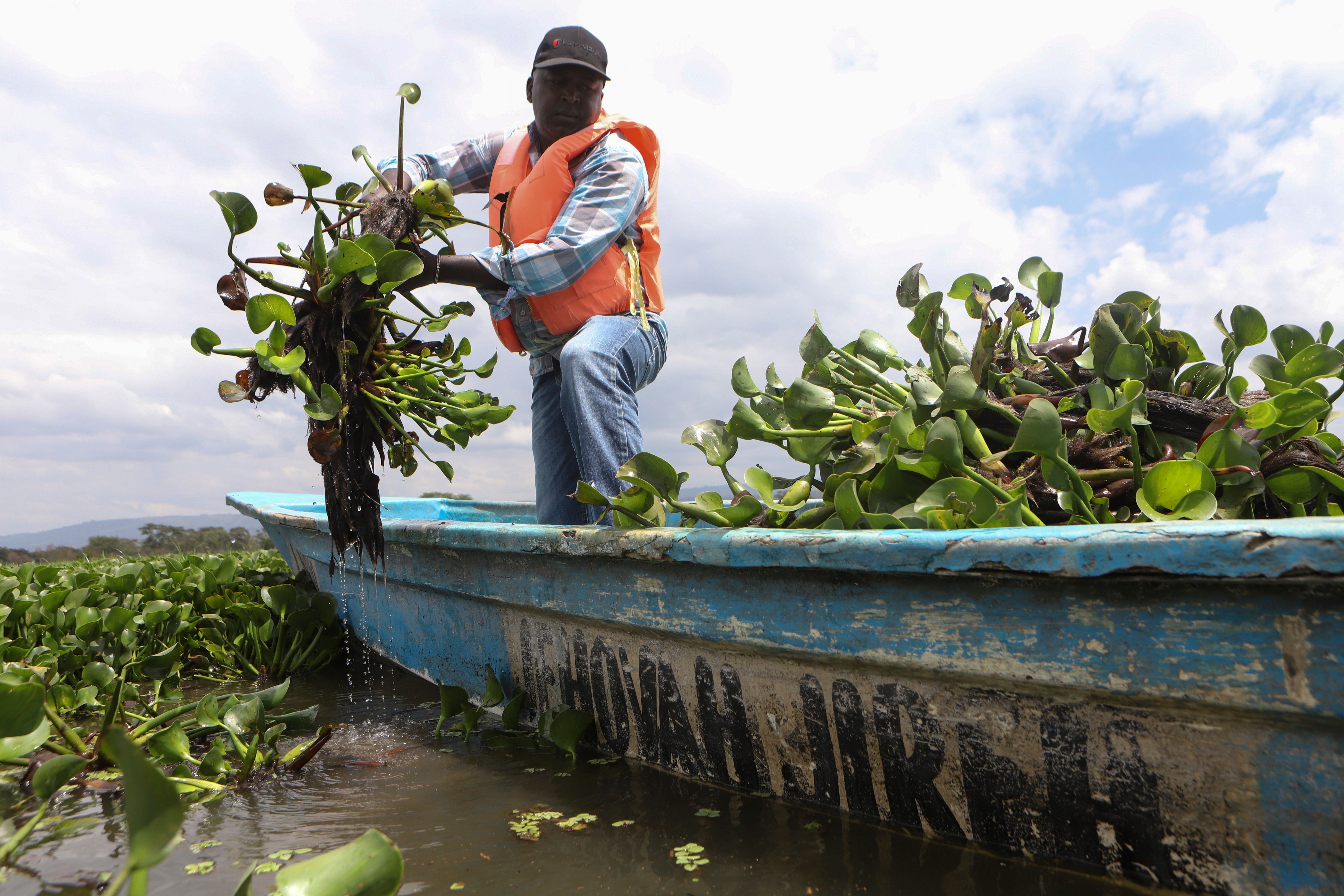 Kenya Water Hyacinth