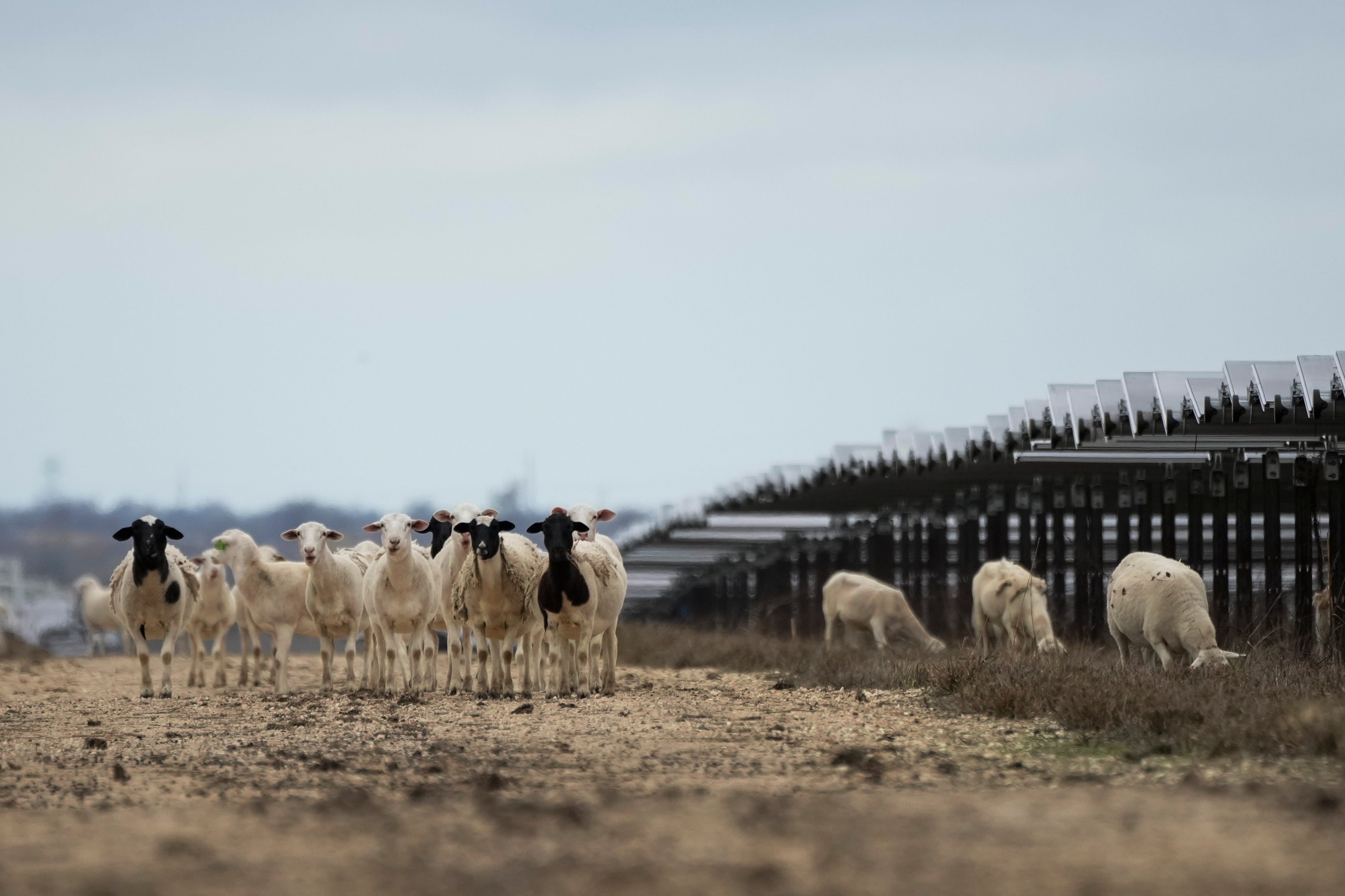 Sheep grazing on solar farms has been seen as an opportunity for agriculture